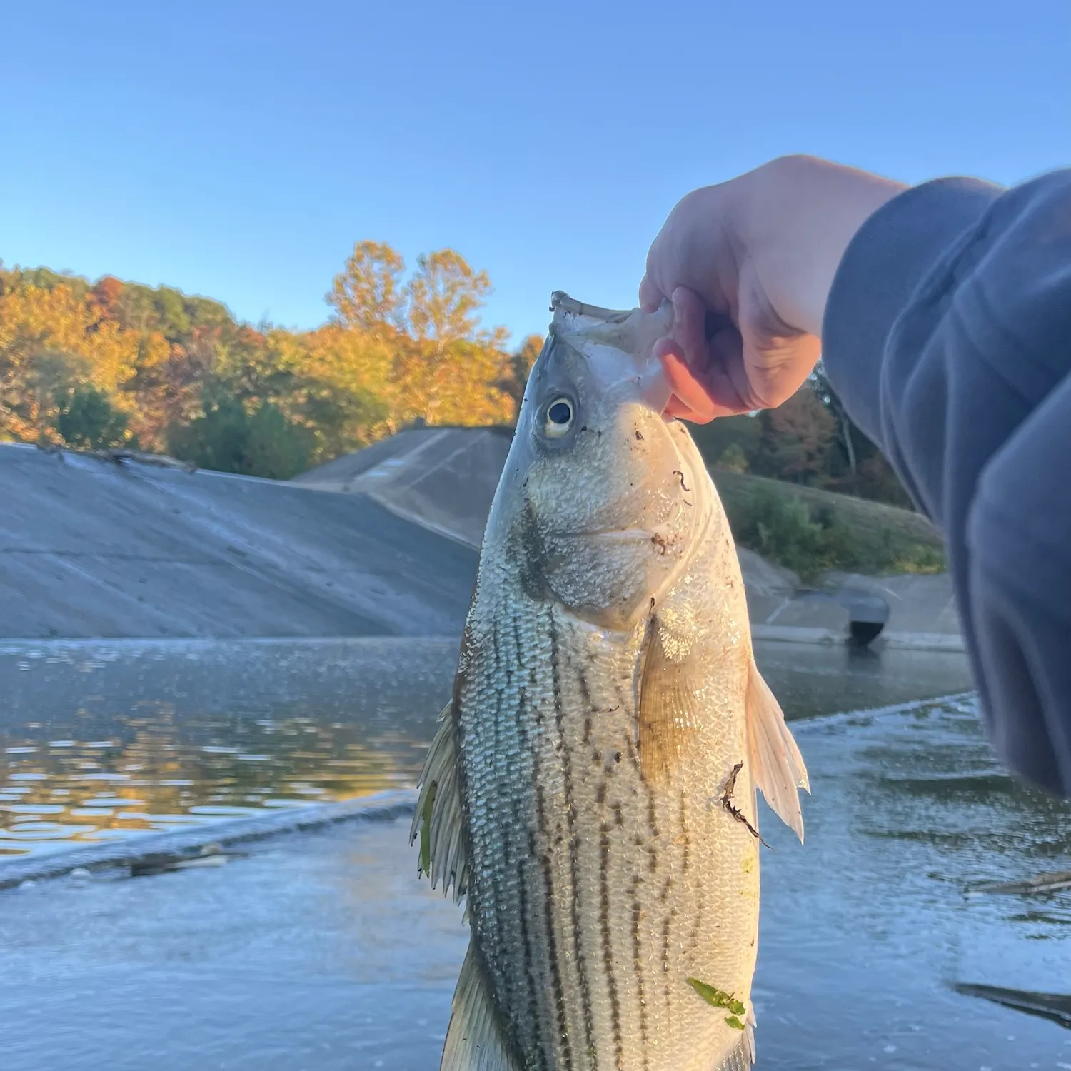 Wiper caught on Fishbrain