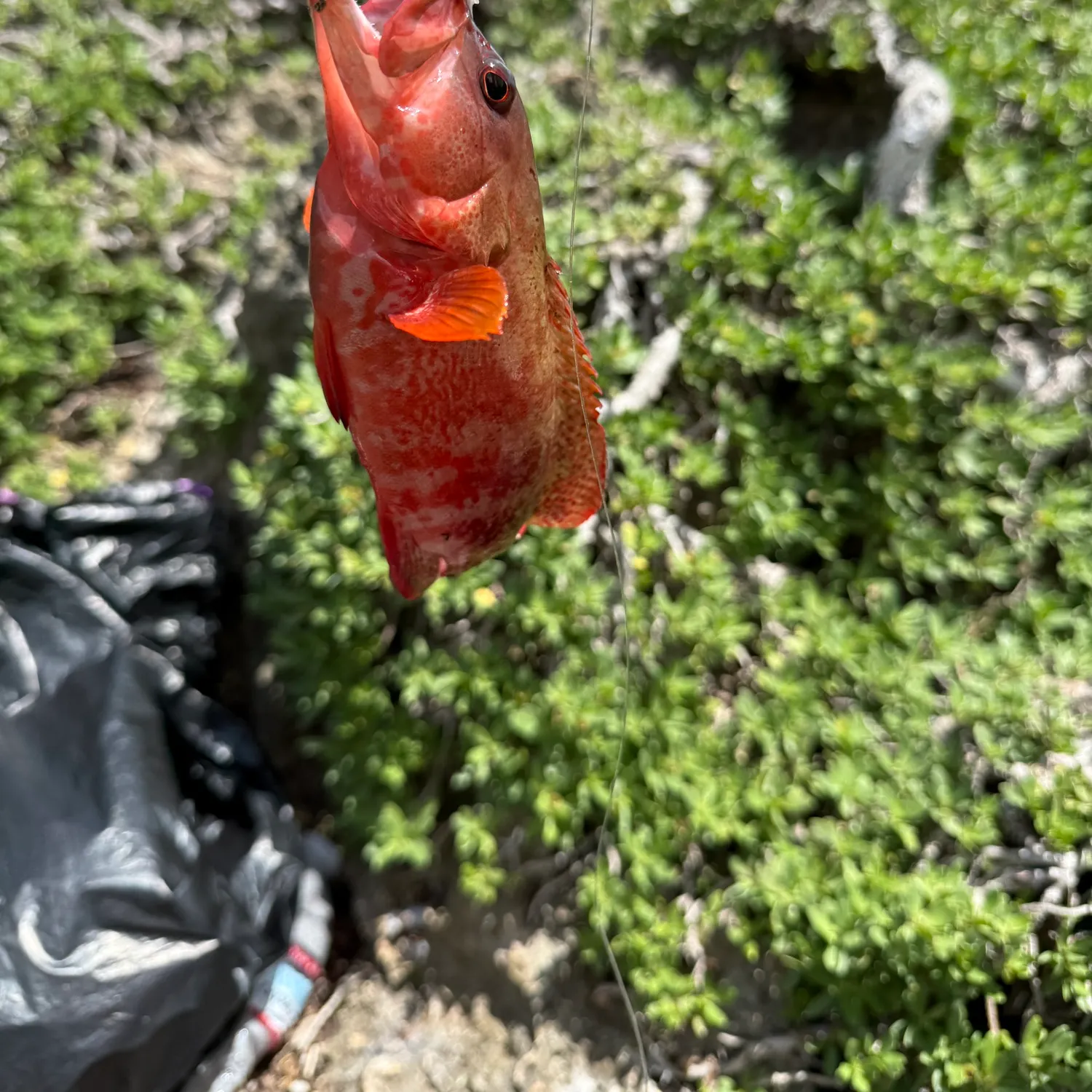 The most recent Blacktip grouper catches on Fishbrain