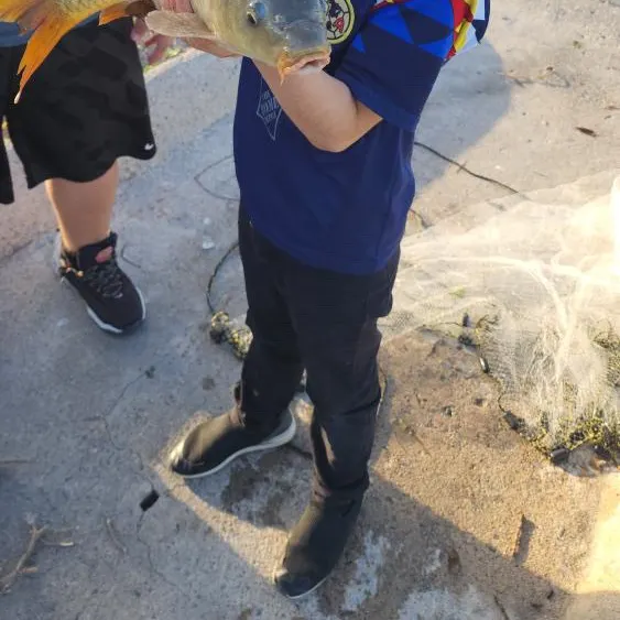 Common carp caught on Fishbrain