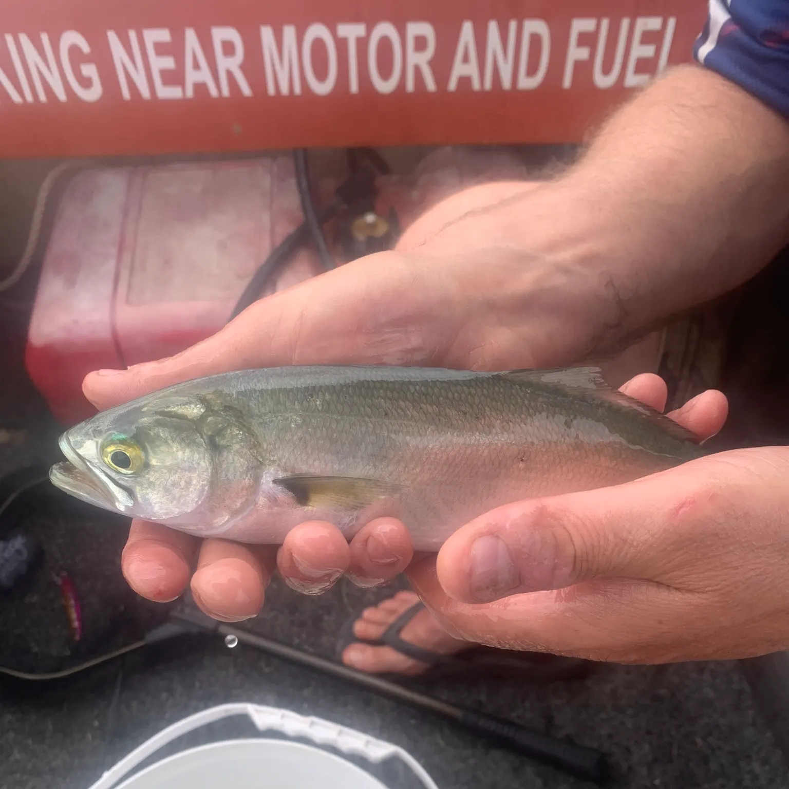 The most recent Bluefish catches on Fishbrain