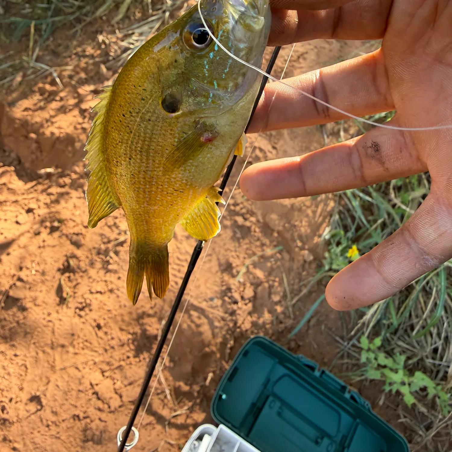 Green sunfish caught on Fishbrain