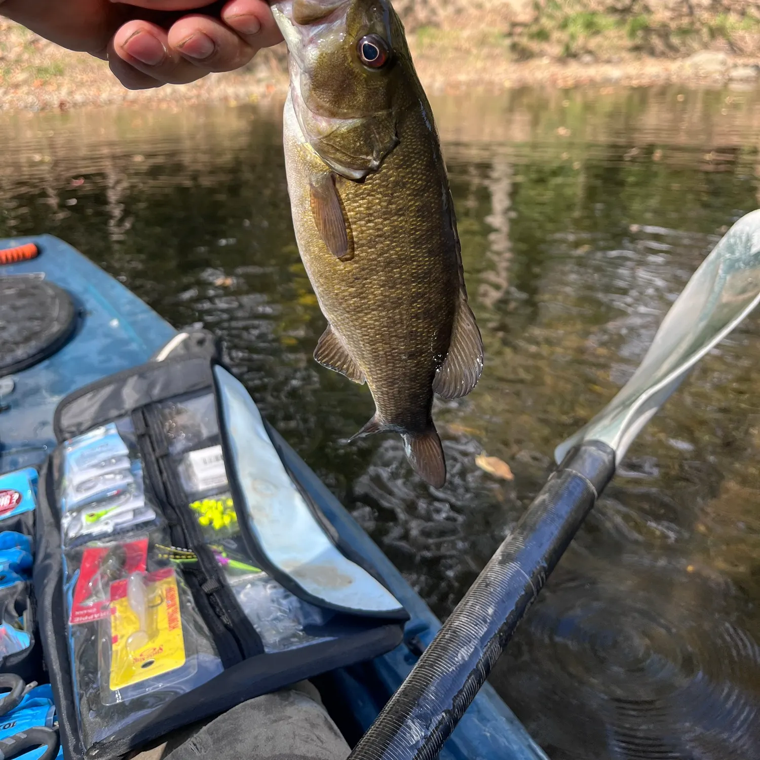 Smallmouth bass caught on Fishbrain