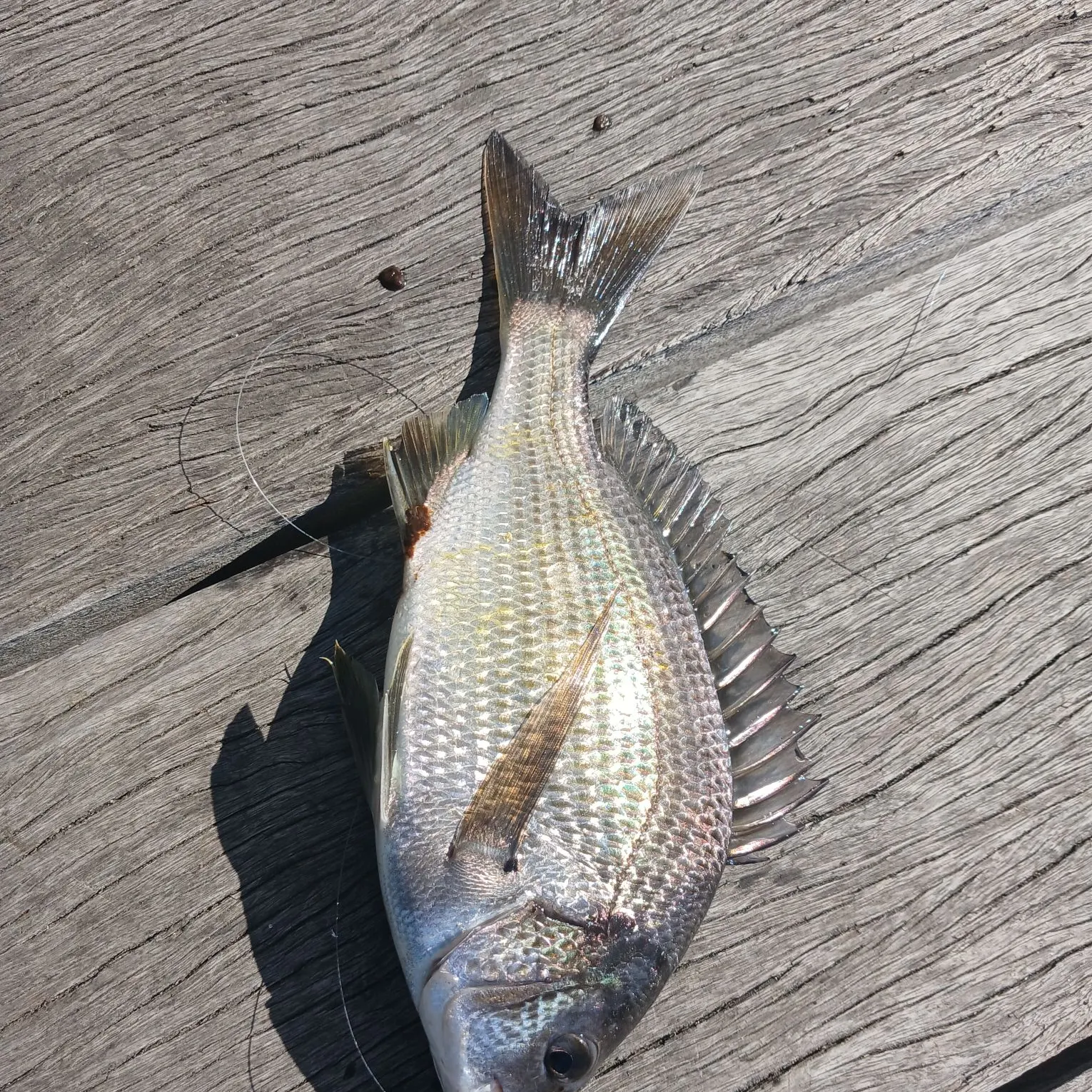 Southern black bream caught on Fishbrain