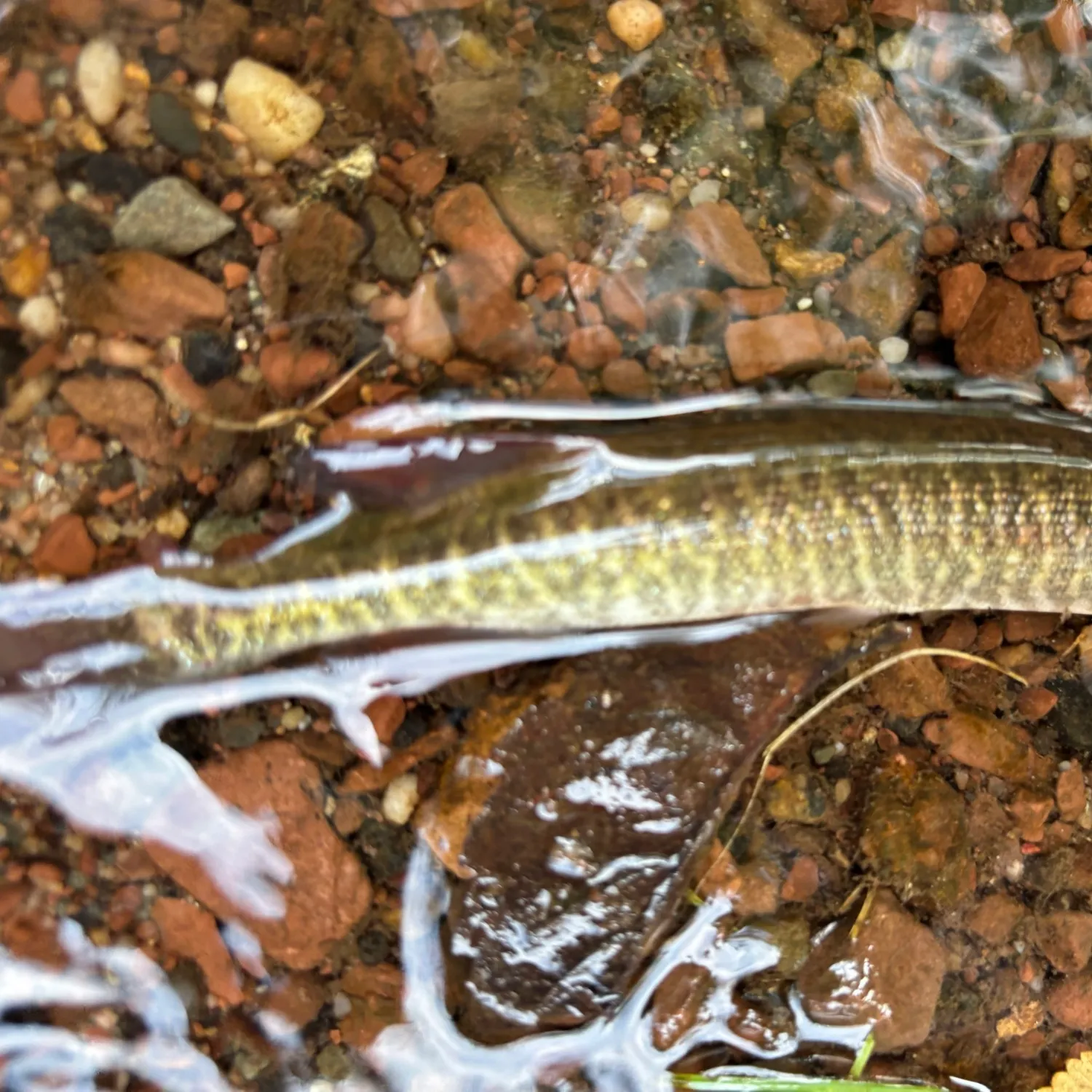 The most recent Redfin pickerel catches on Fishbrain