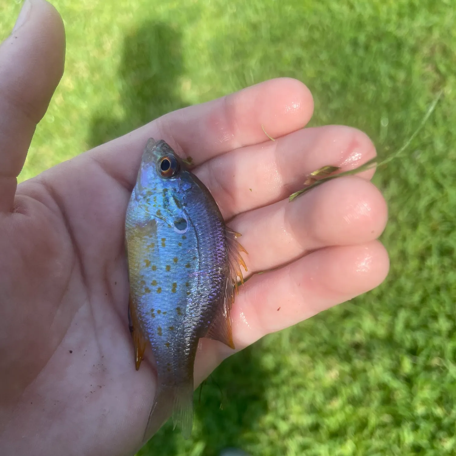 The most recent Orangespotted sunfish catches on Fishbrain