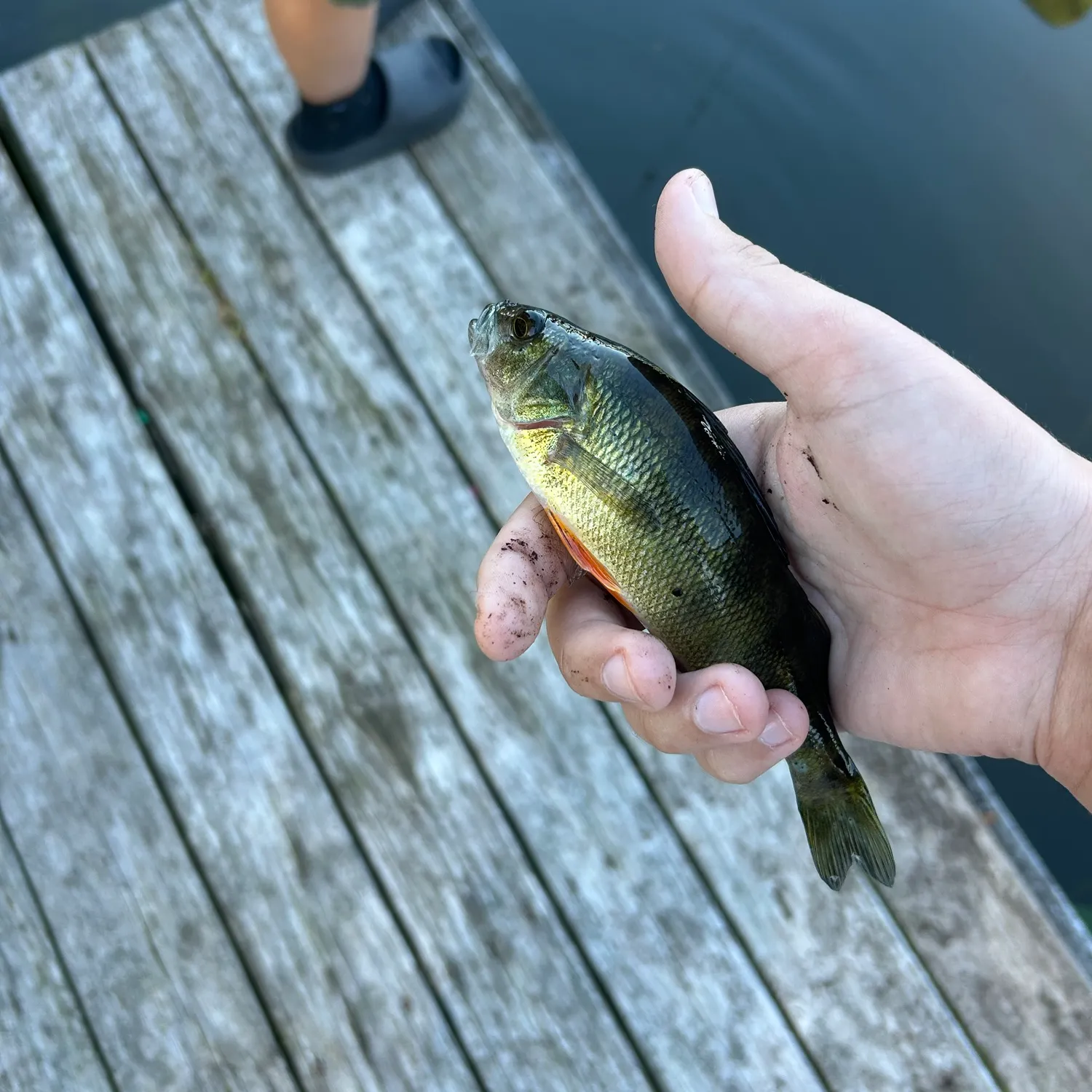 Yellow perch caught on Fishbrain