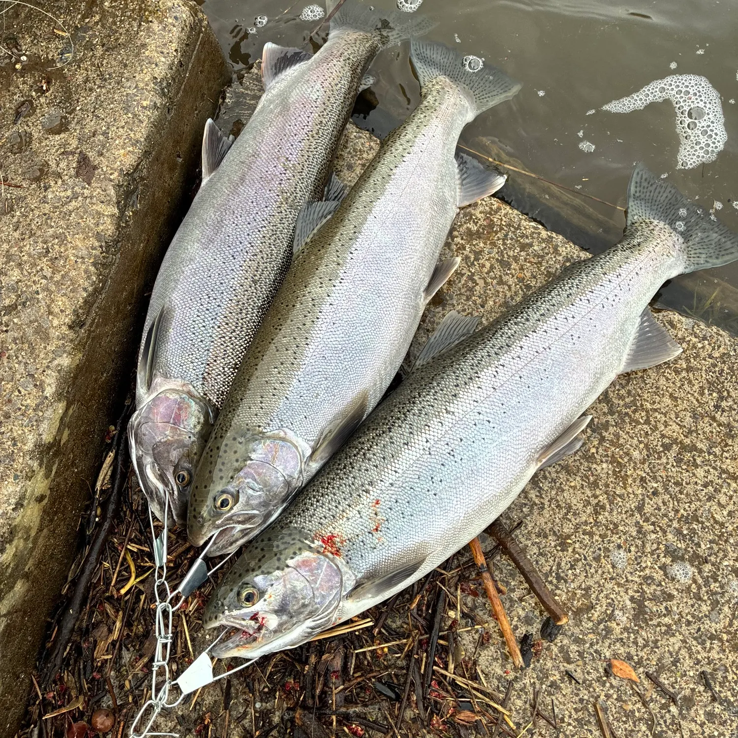 recently logged catches