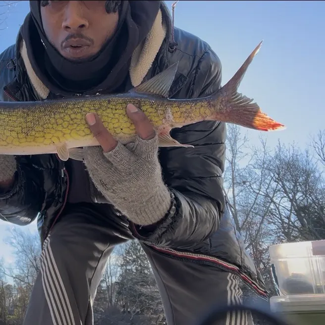 The most recent Chain pickerel catches on Fishbrain