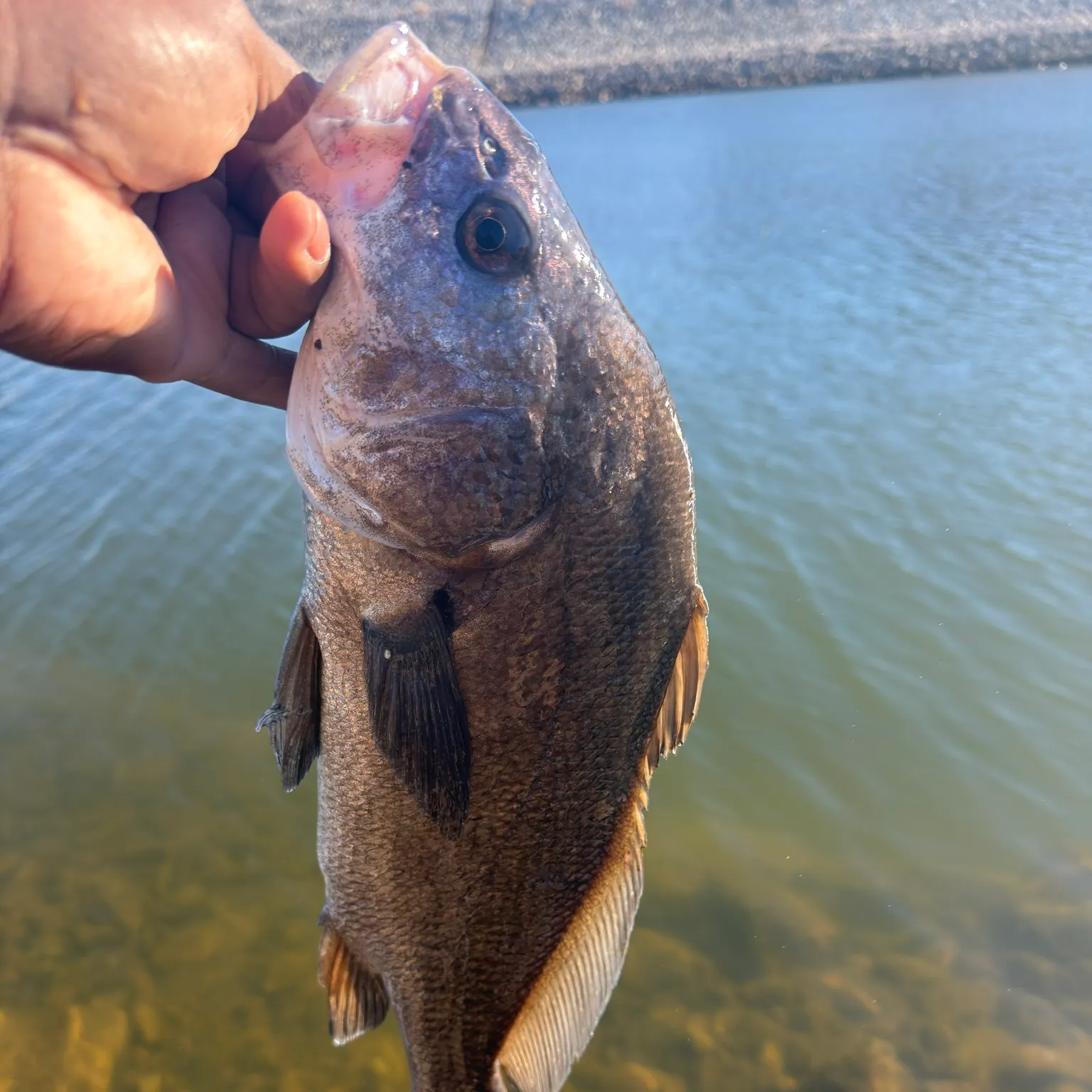 The most recent Freshwater drum catches on Fishbrain