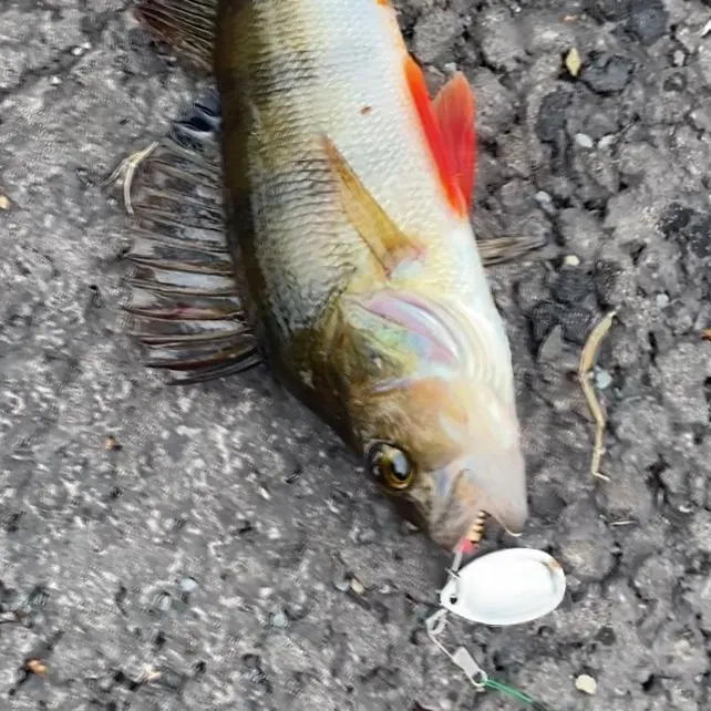 European perch caught on Fishbrain