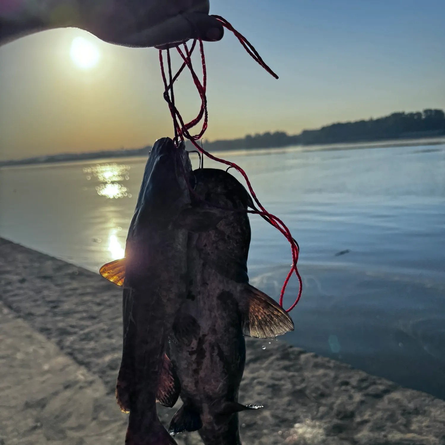 The most recent Flathead catfish catches on Fishbrain