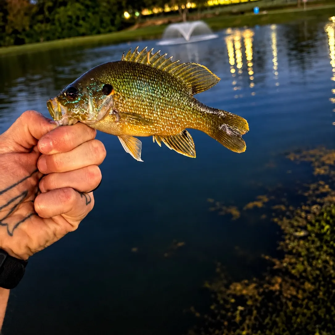 Green sunfish caught on Fishbrain