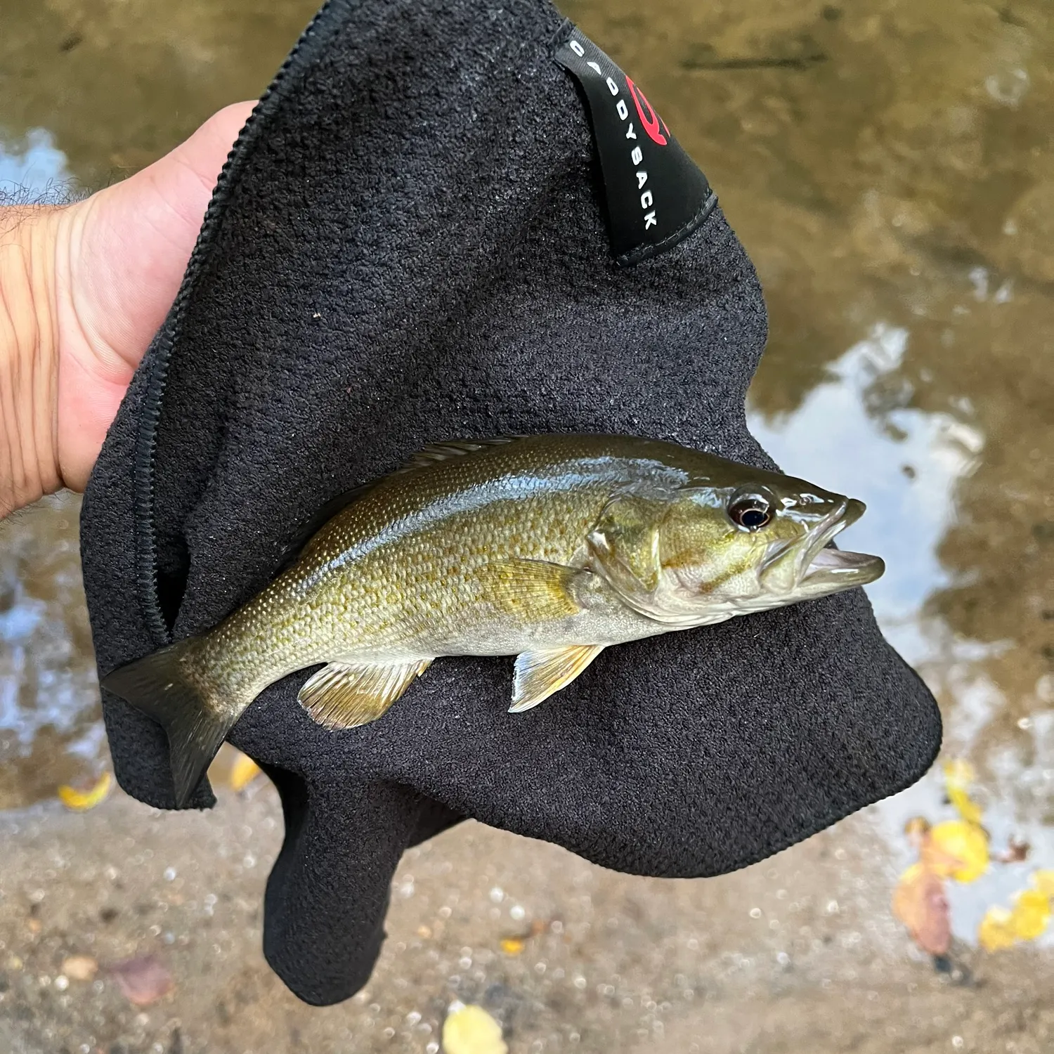 Smallmouth bass caught on Fishbrain