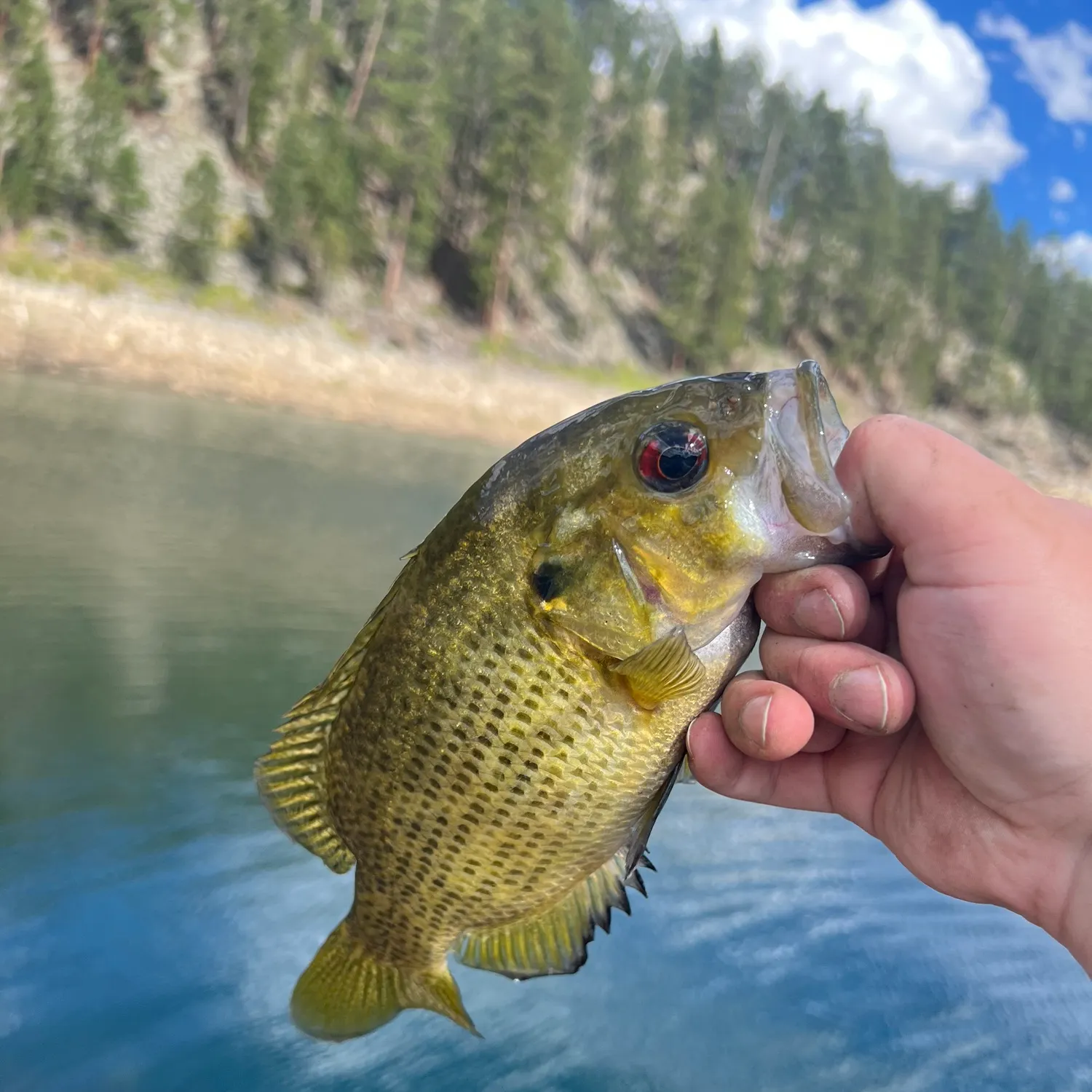 Rock bass caught on Fishbrain