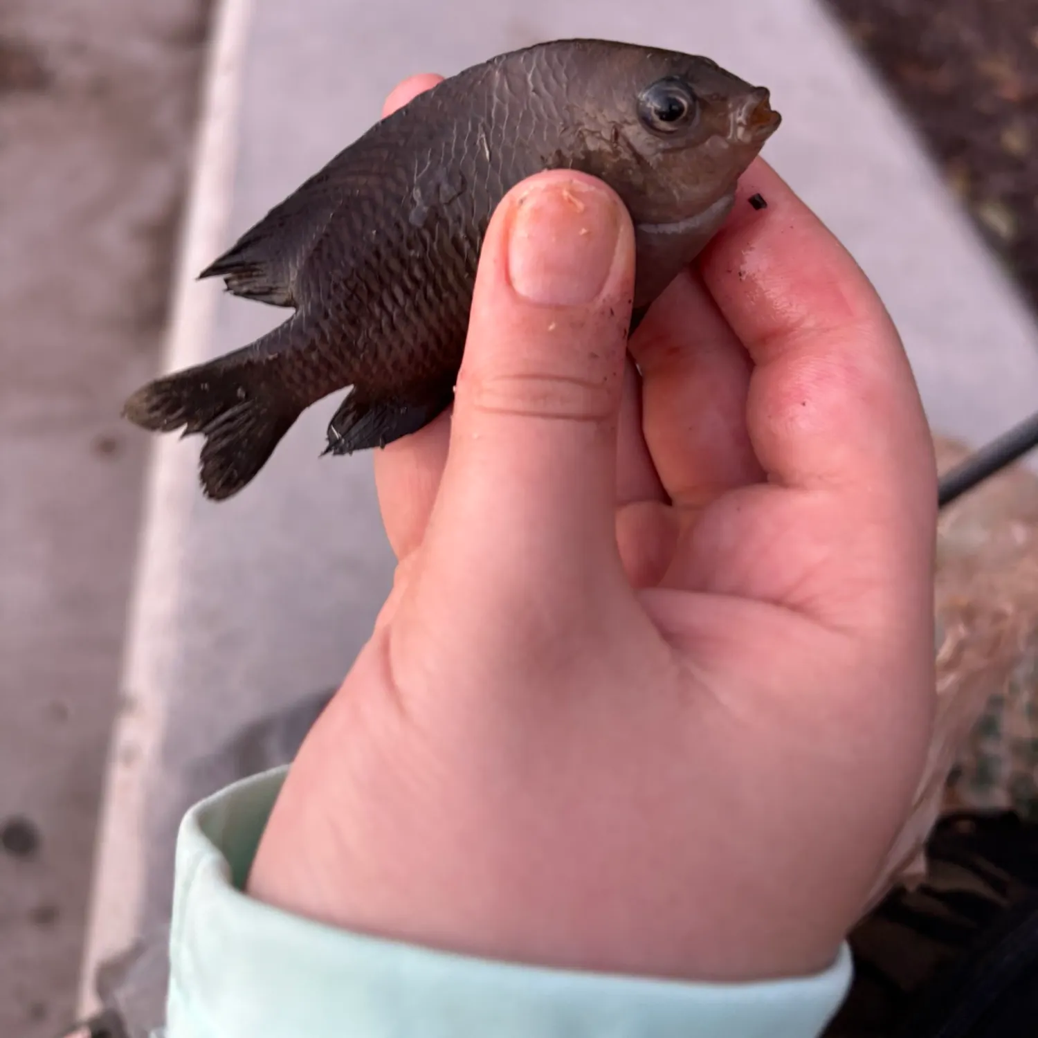 The most recent Dusky damselfish catches on Fishbrain
