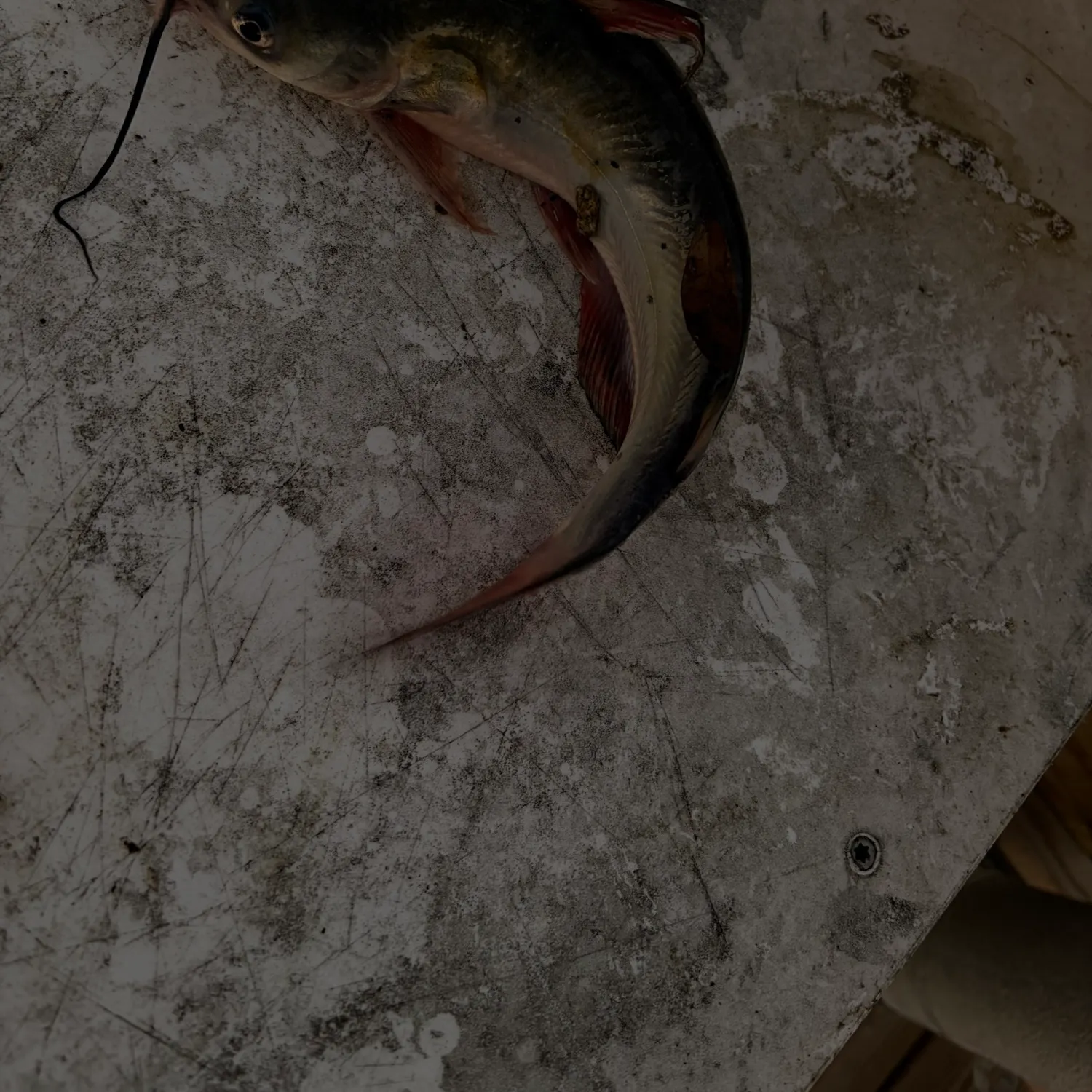 Channel catfish caught on Fishbrain