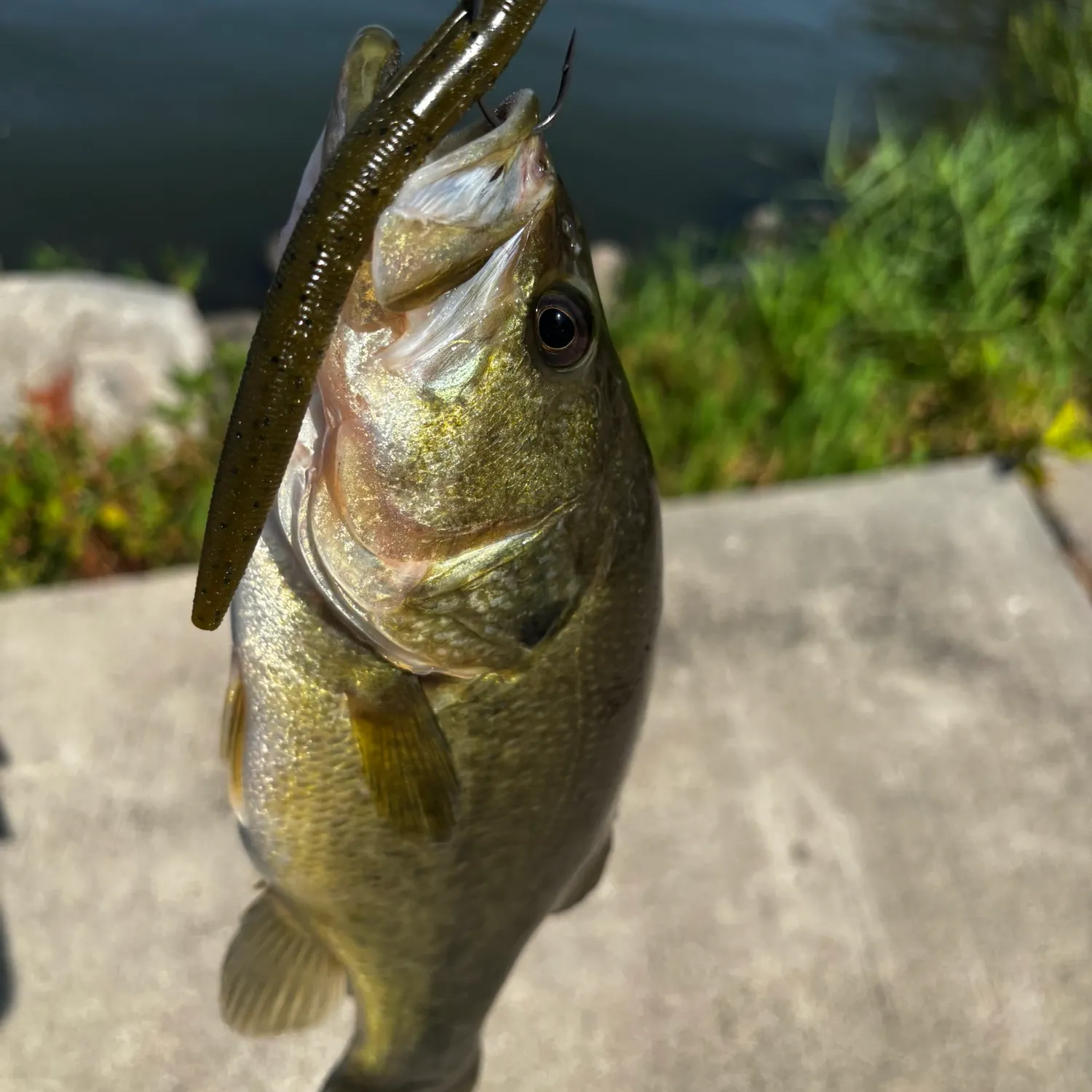 Largemouth bass caught on Fishbrain