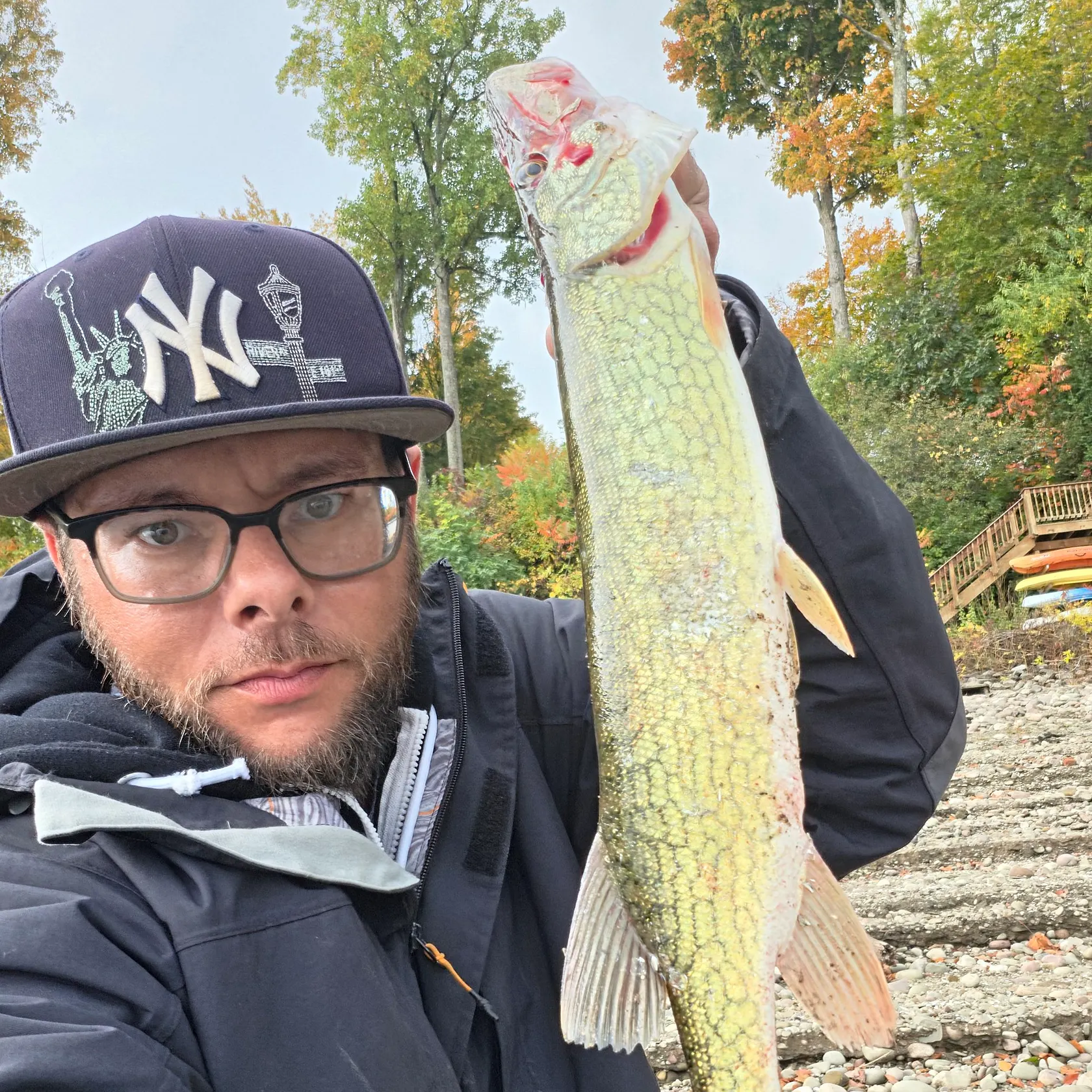 Chain pickerel caught on Fishbrain