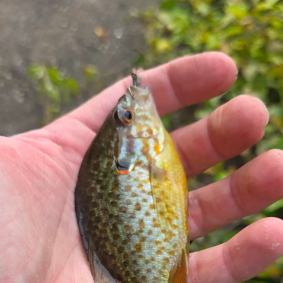 Pumpkinseed caught on Fishbrain