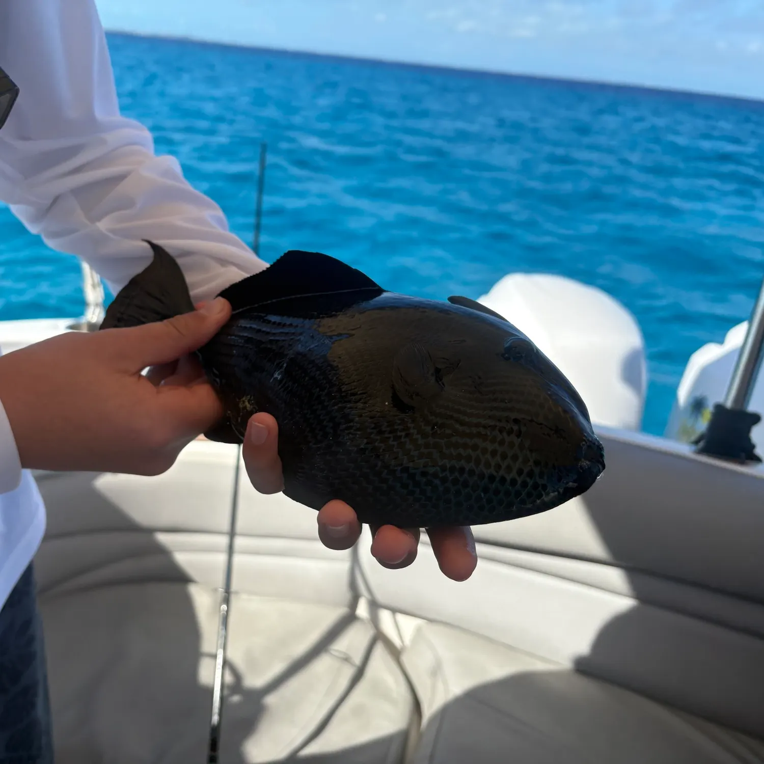 The most recent Black triggerfish catches on Fishbrain
