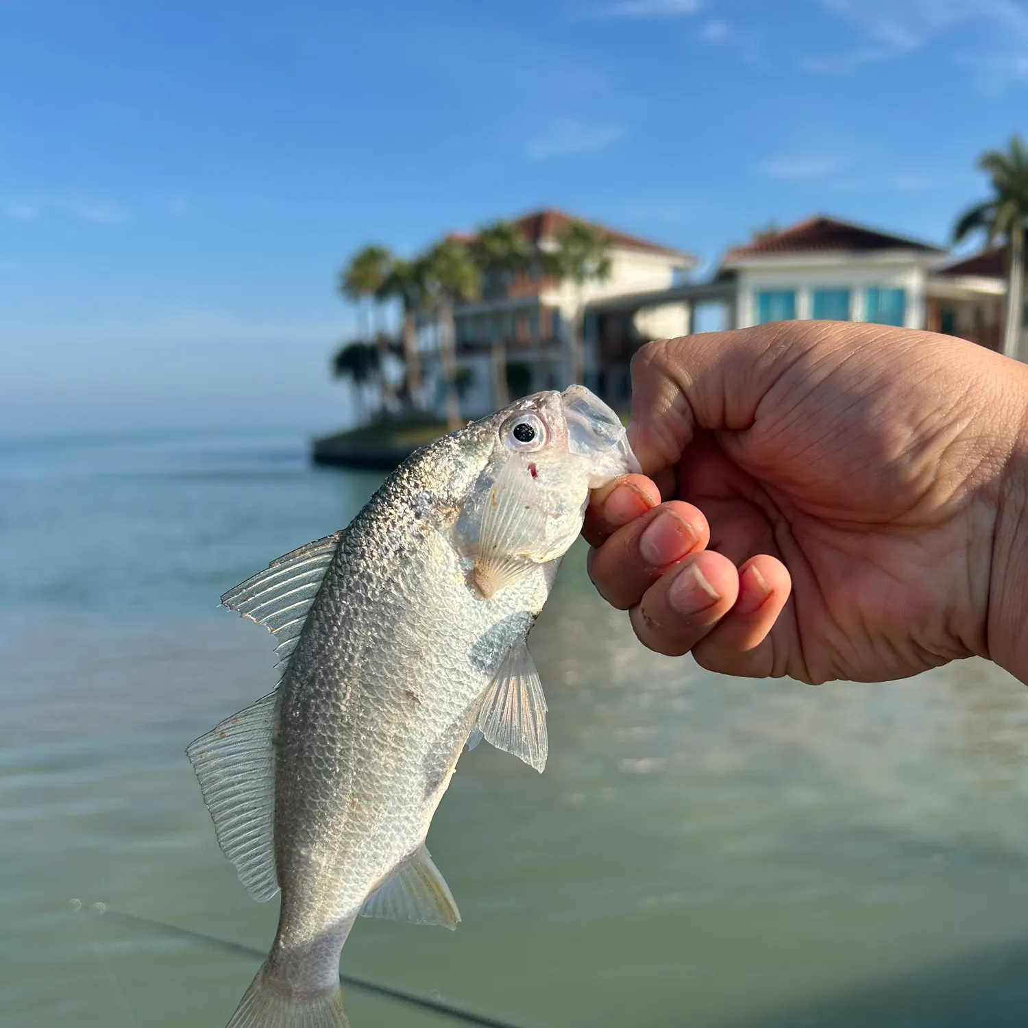 The most recent Silver perch catches on Fishbrain