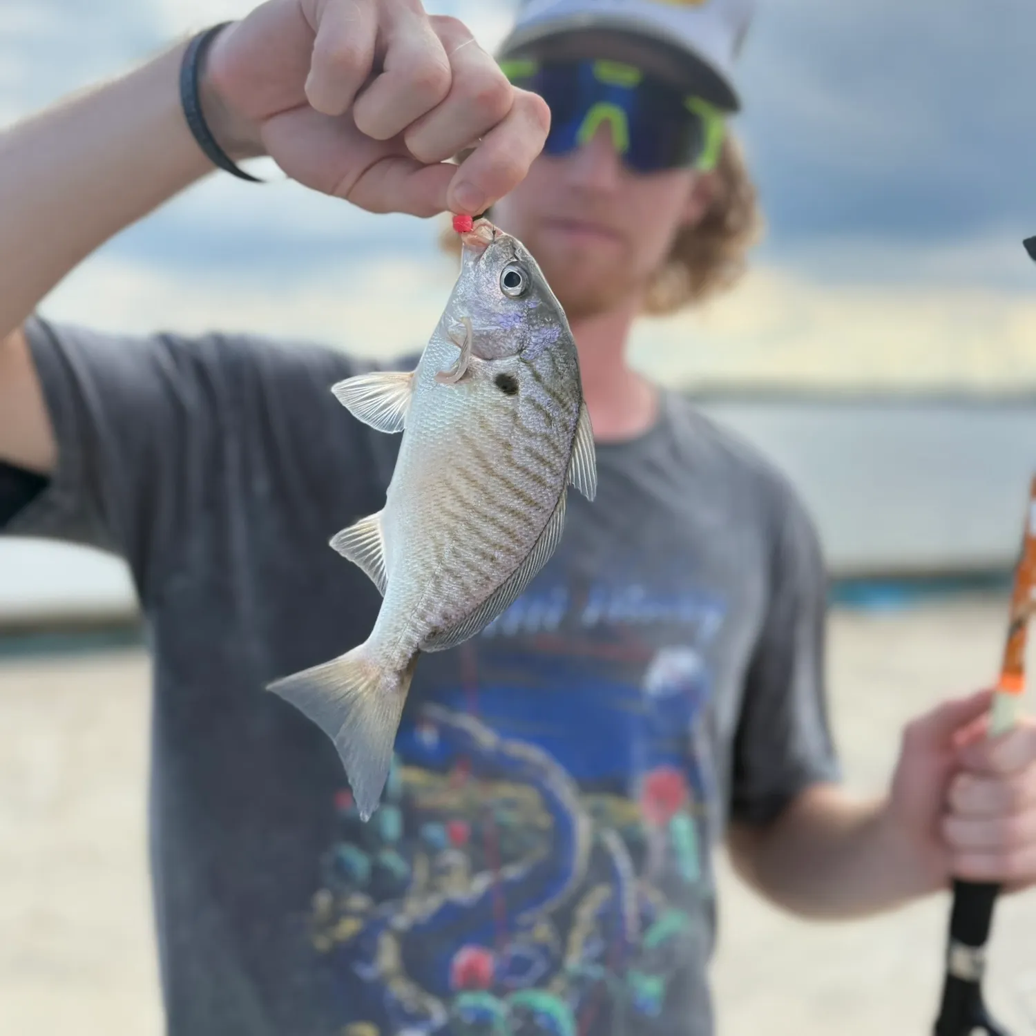 Spot croaker caught on Fishbrain