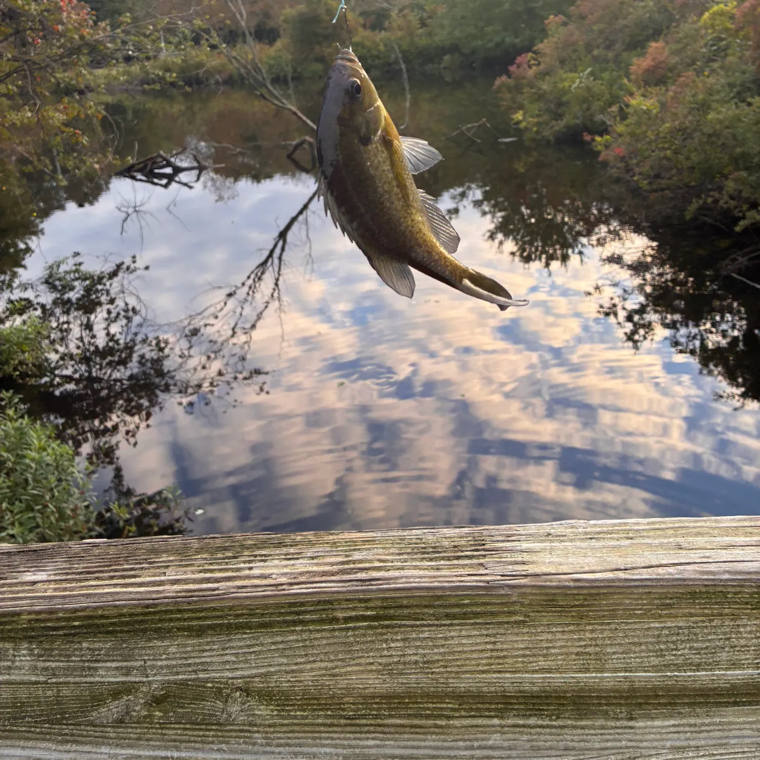 Bluegill caught on Fishbrain