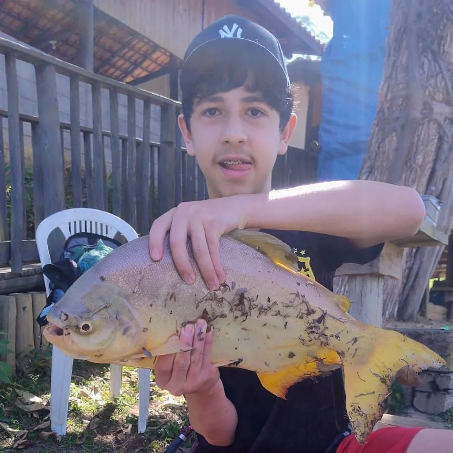 The most recent Small-scaled pacu catches on Fishbrain