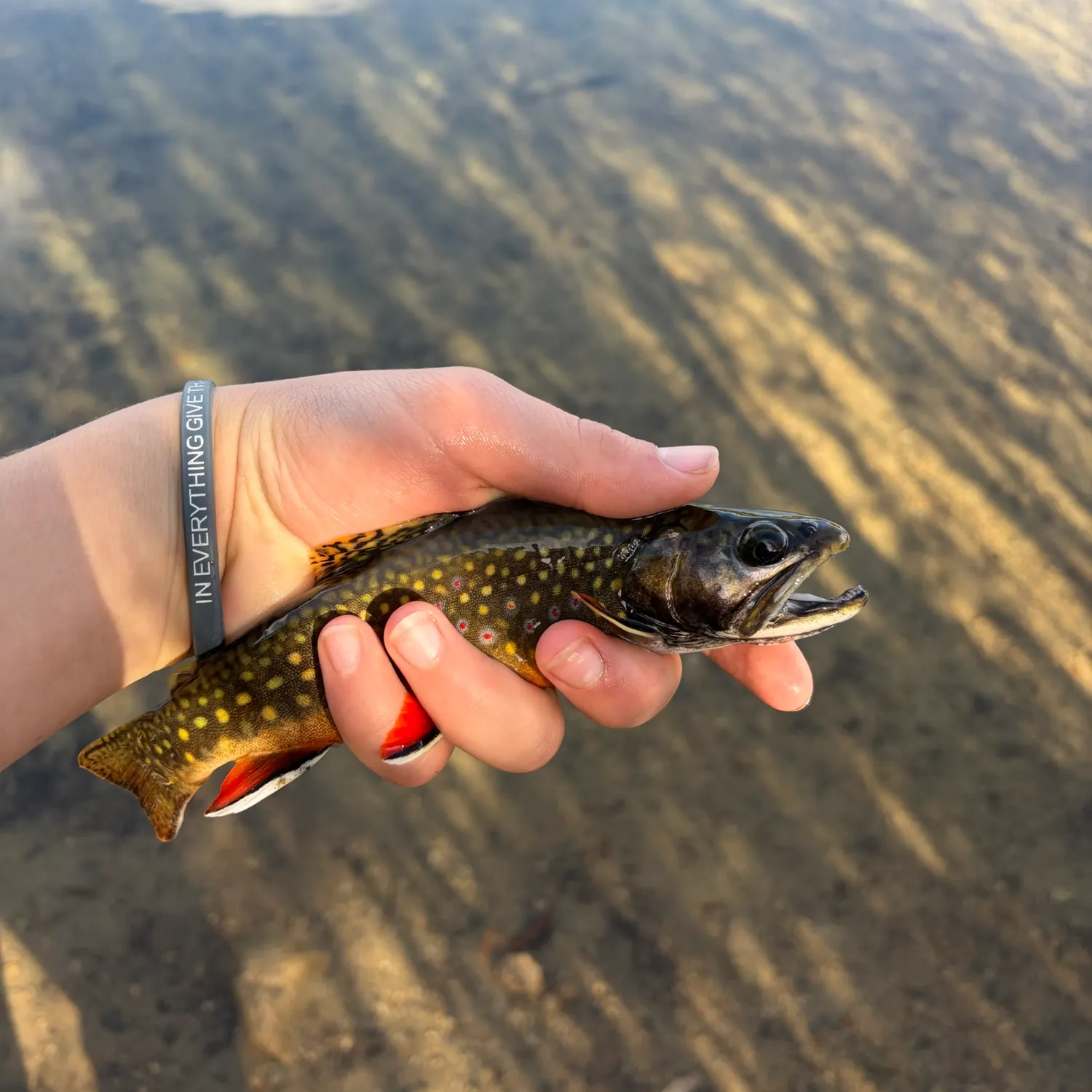 Brook trout caught on Fishbrain