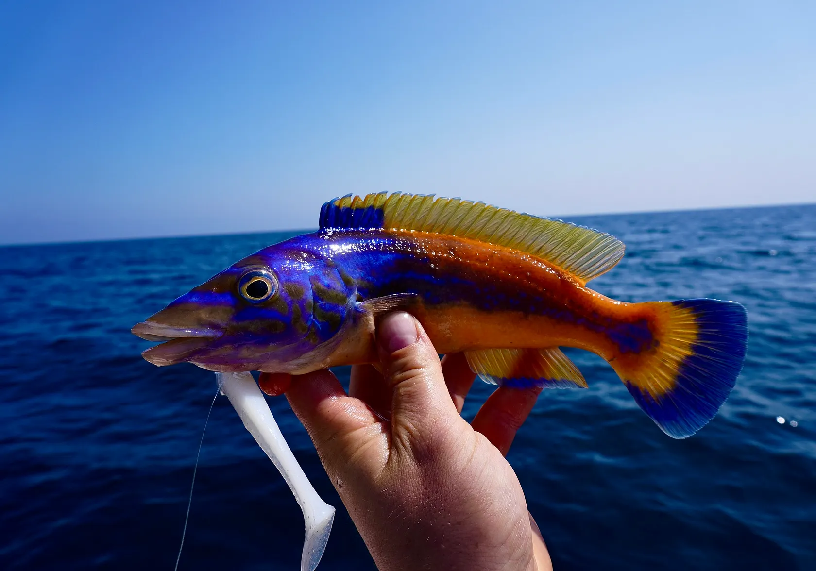 Cuckoo wrasse