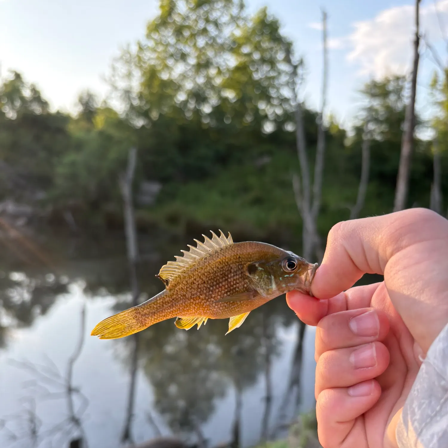 The most recent Dollar sunfish catches on Fishbrain