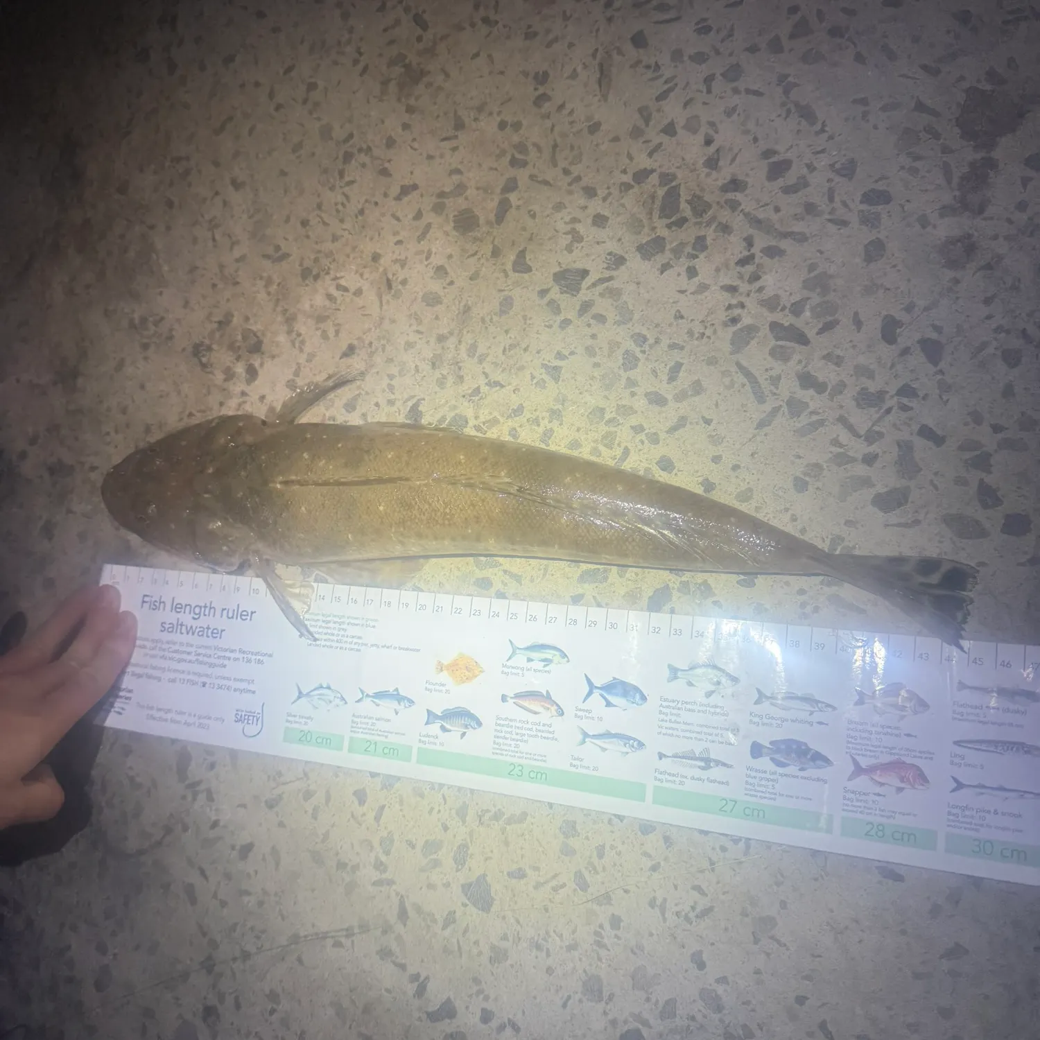 Dusky flathead caught on Fishbrain
