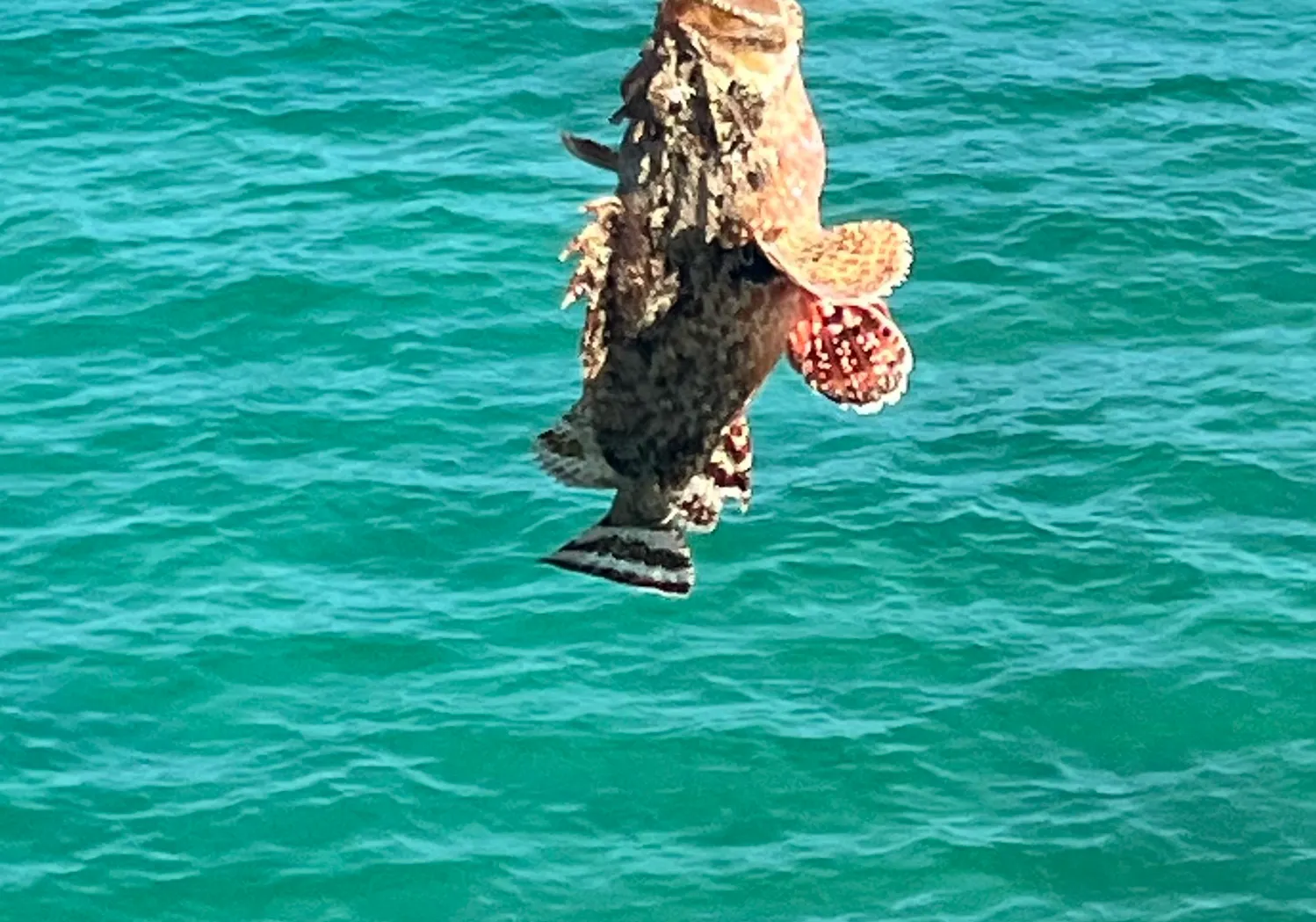 Black scorpionfish