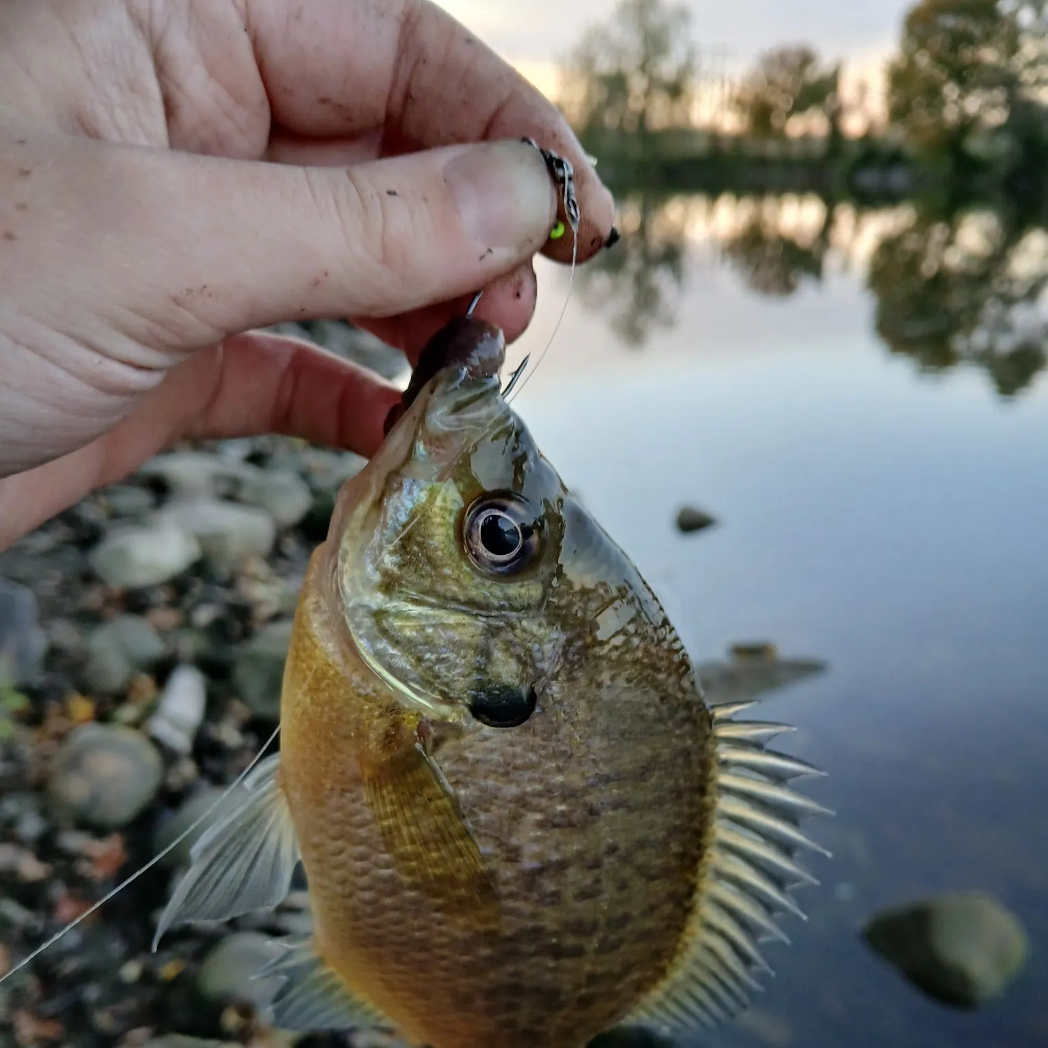 Bluegill caught on Fishbrain