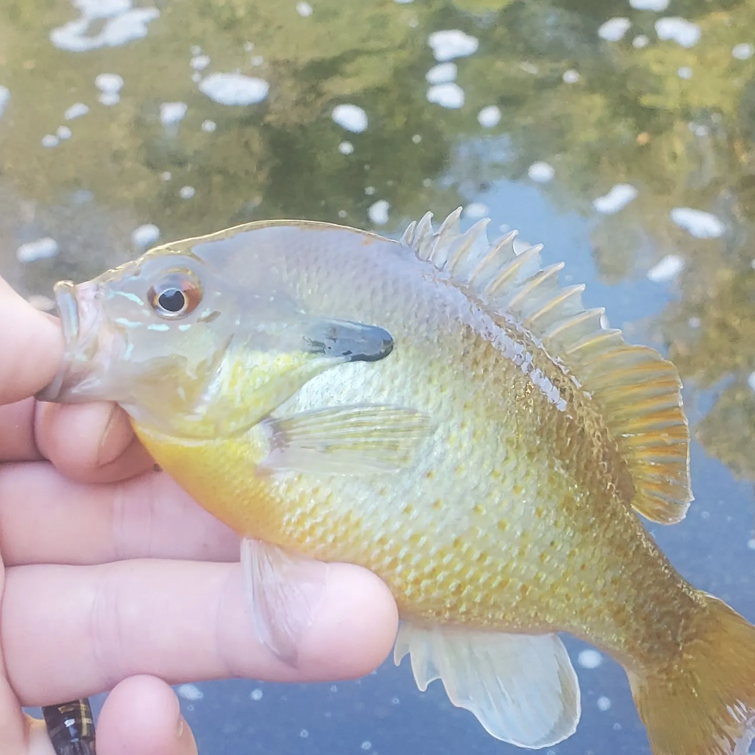 Redbreast sunfish caught on Fishbrain
