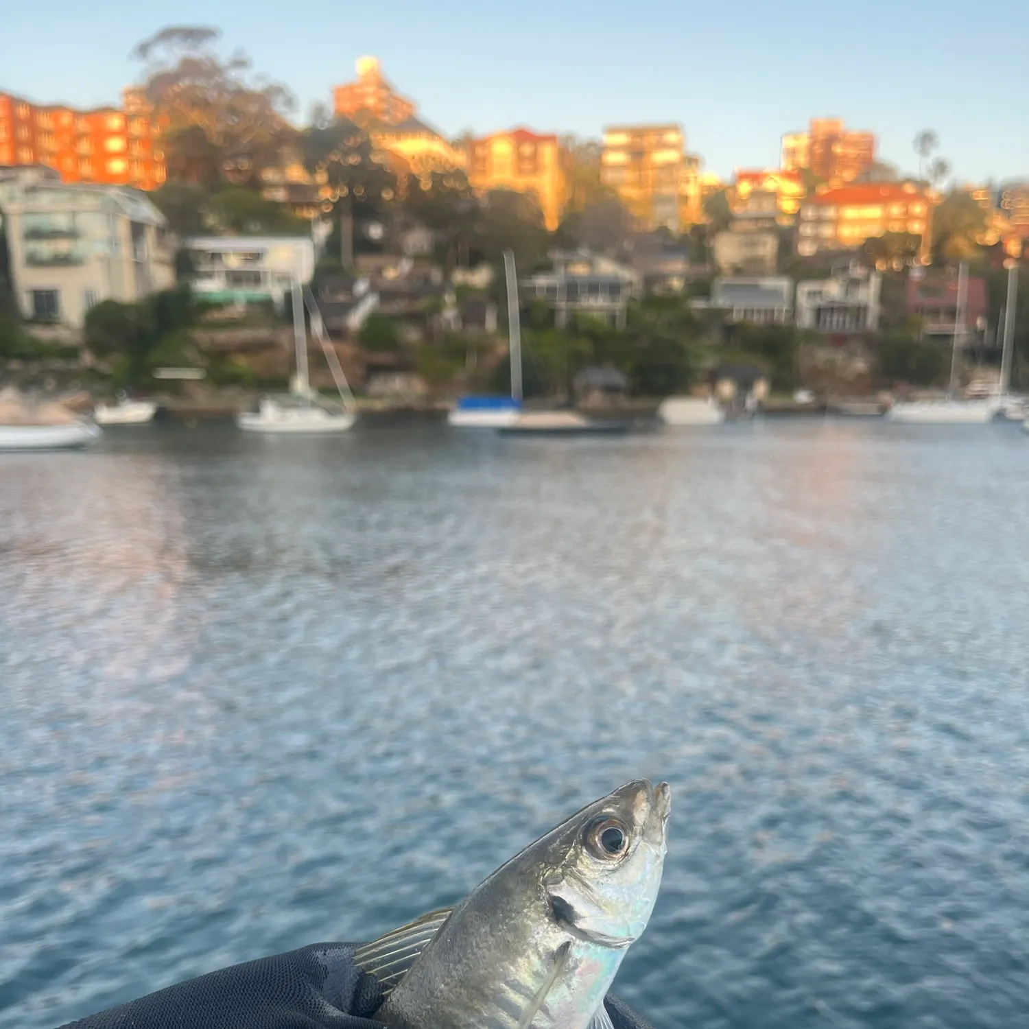Yellowtail scad caught on Fishbrain