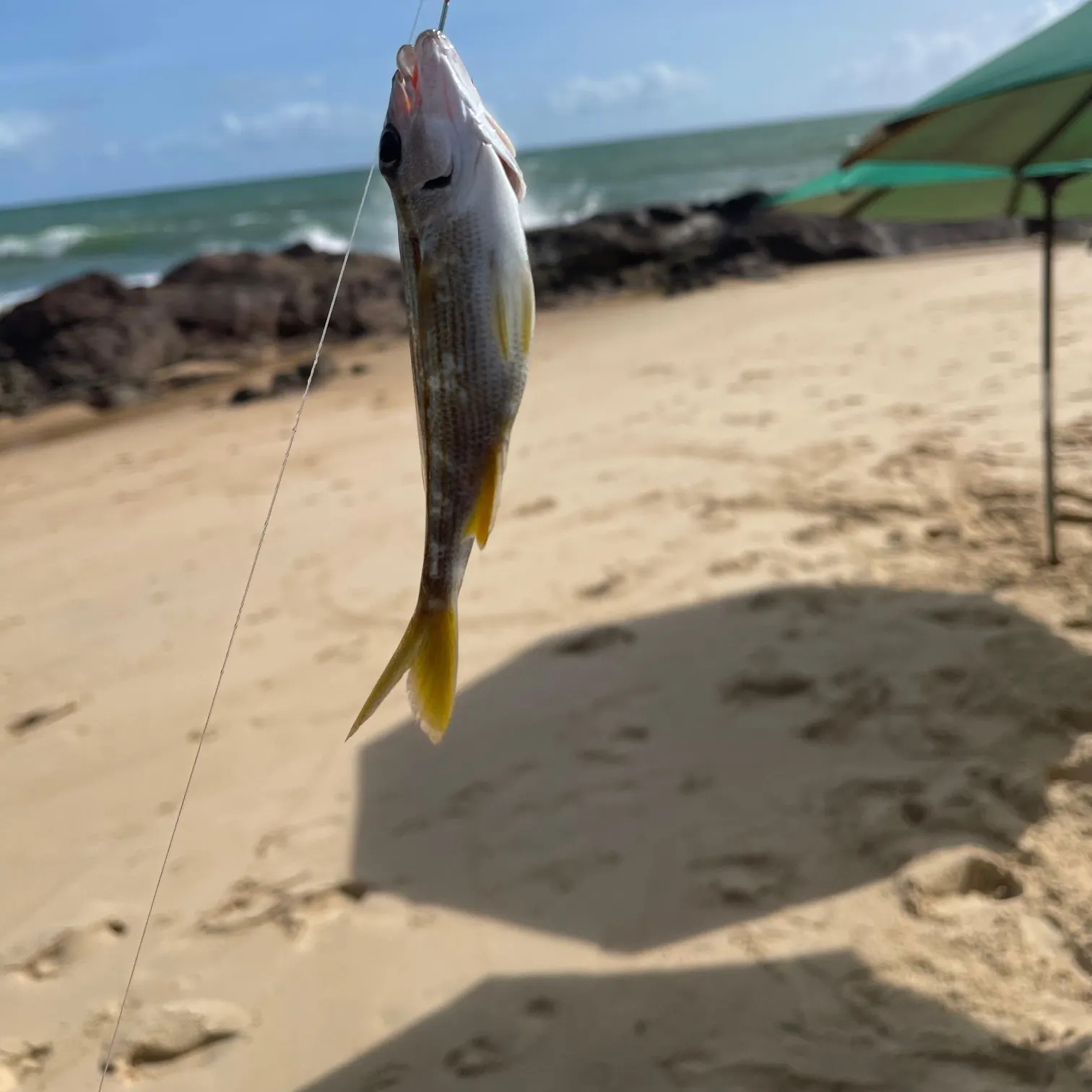 The most recent Striped mojarra catches on Fishbrain
