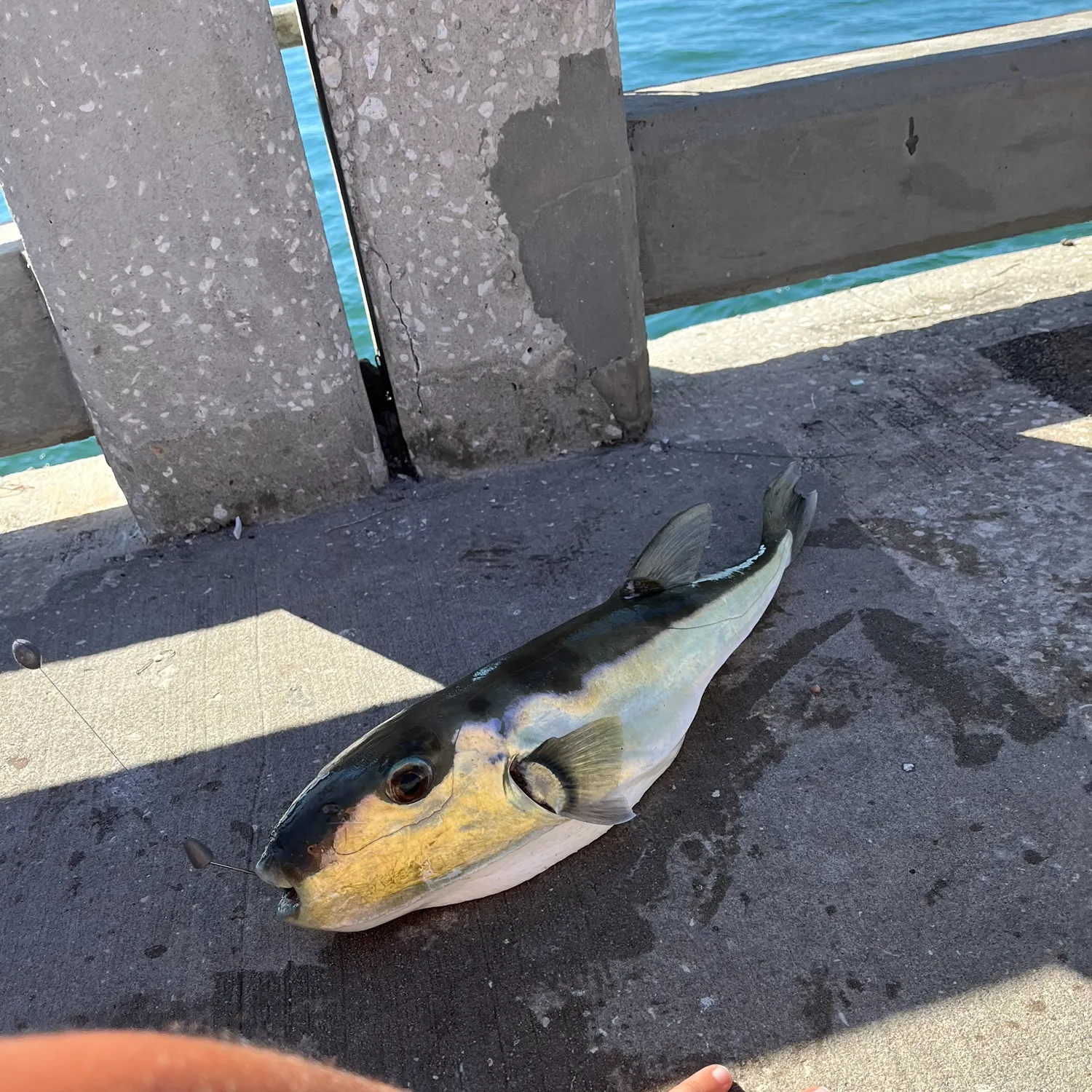 The most recent Smooth puffer catches on Fishbrain