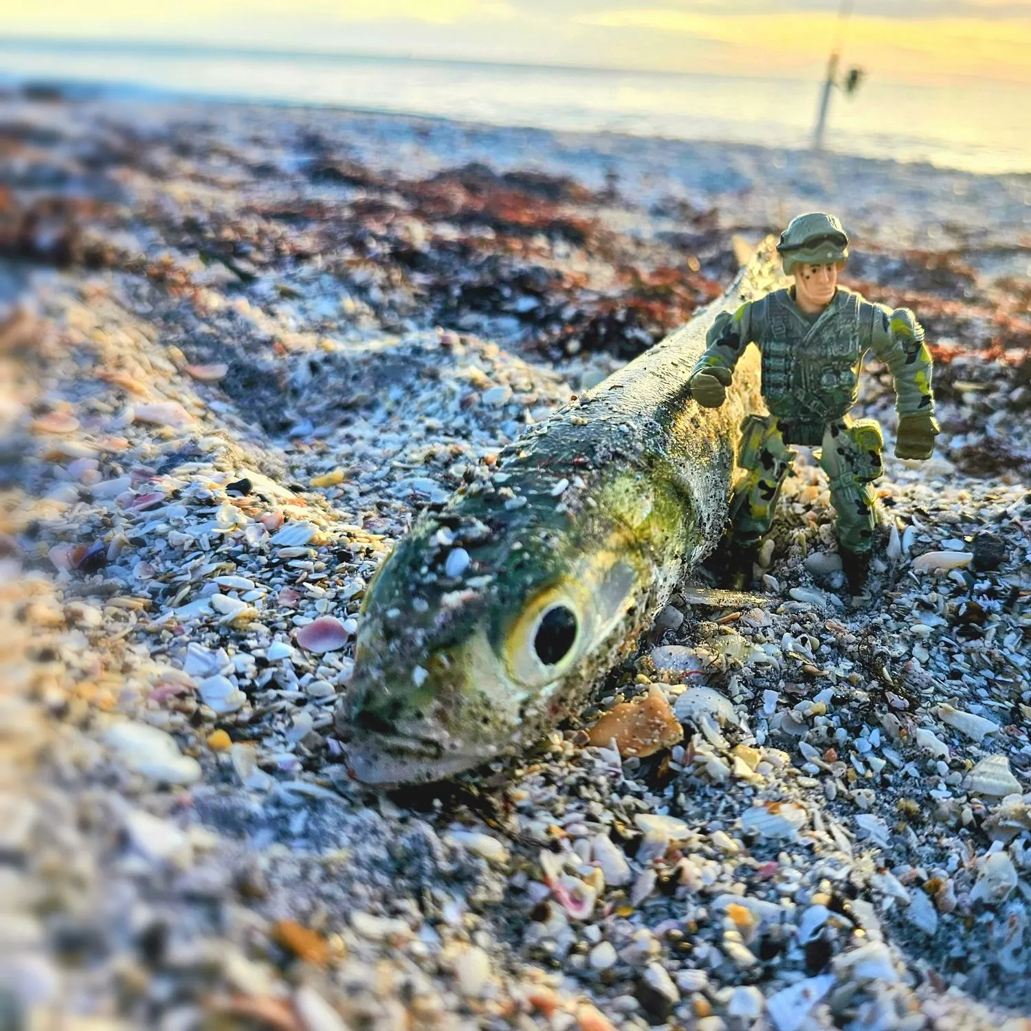 The most recent Southern flounder catches on Fishbrain