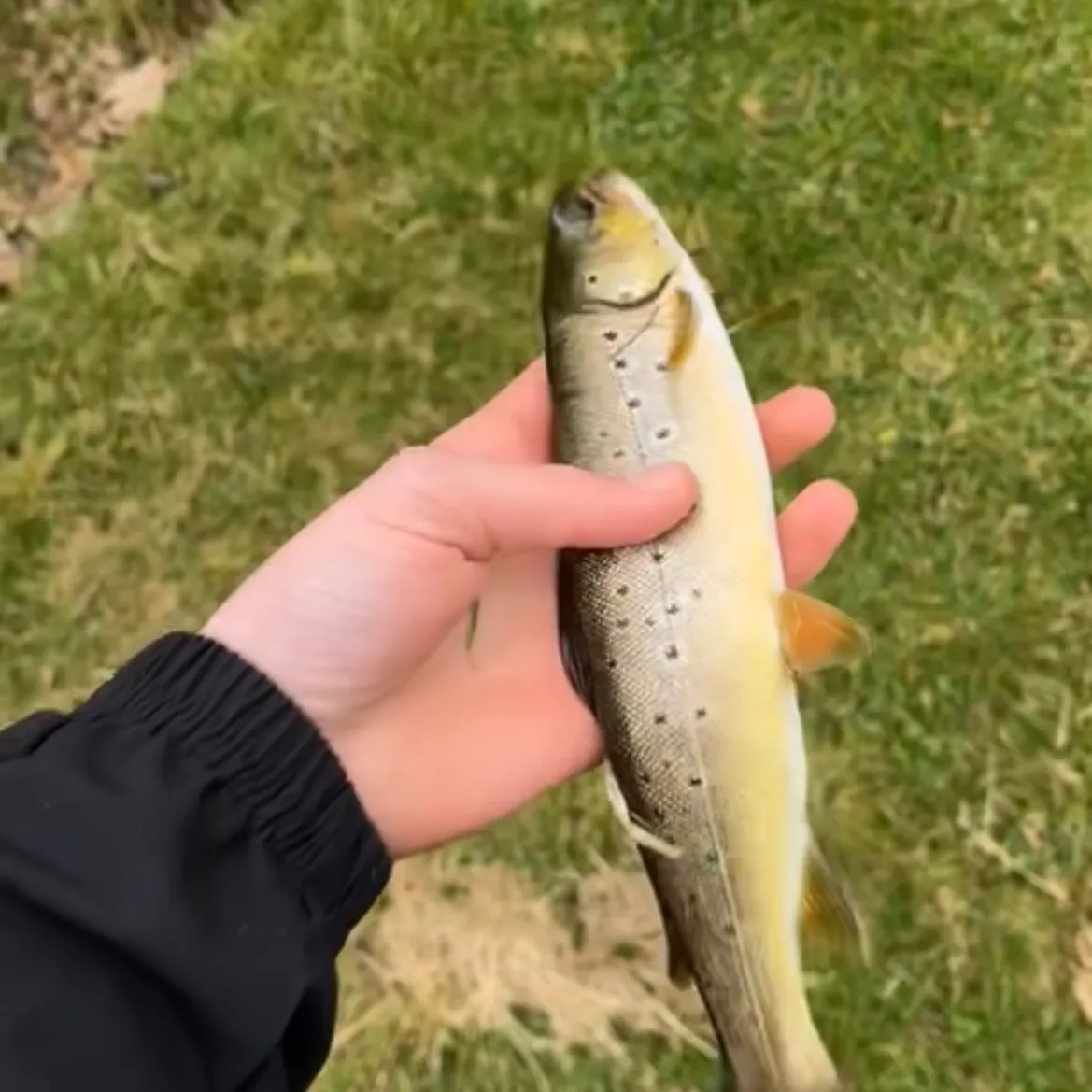 The most recent Lake trout catches on Fishbrain