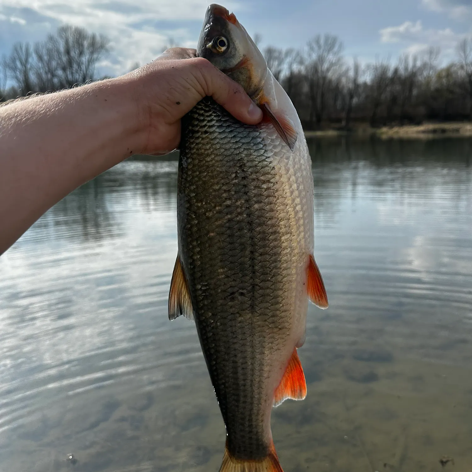 The most recent Common nase catches on Fishbrain