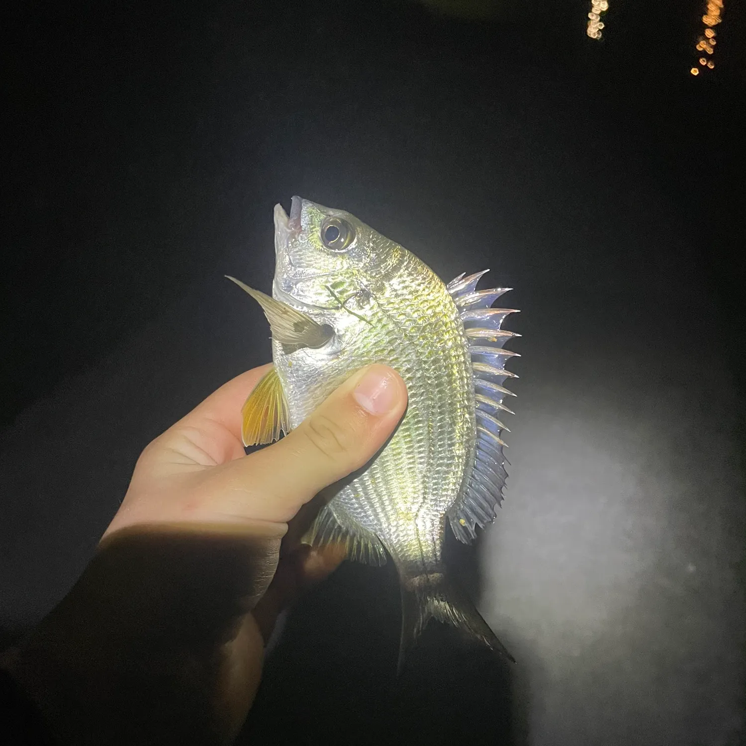 Surf bream caught on Fishbrain