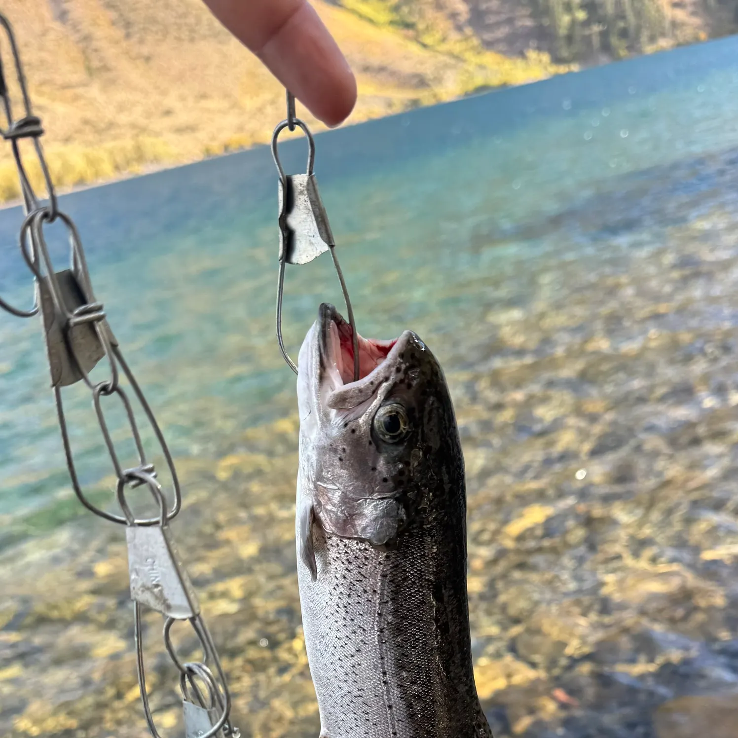 Rainbow trout caught on Fishbrain