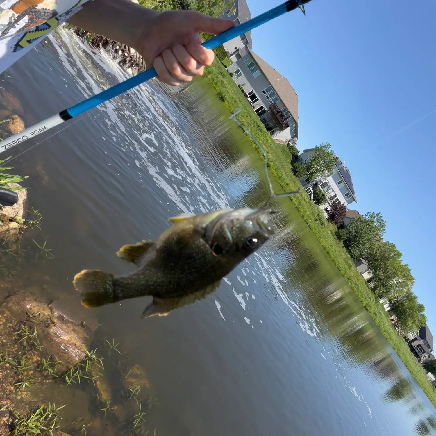 The most recent Green sunfish catches on Fishbrain