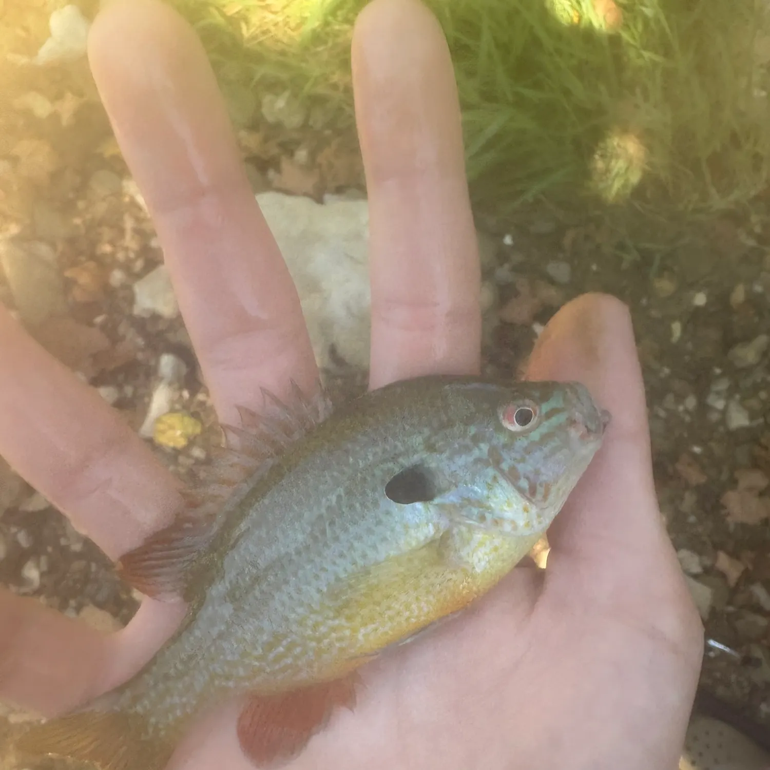 Longear sunfish caught on Fishbrain