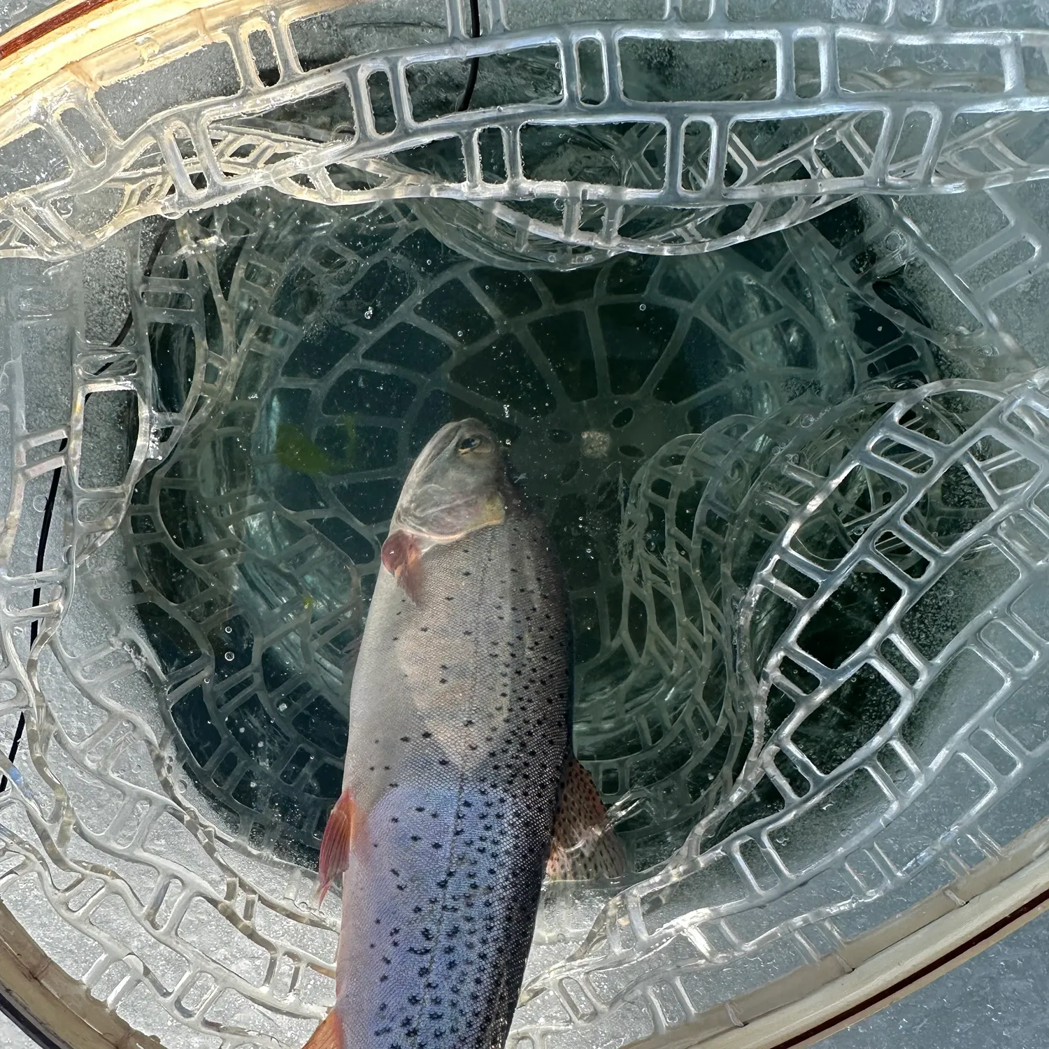 The most recent Bonneville cutthroat trout catches on Fishbrain