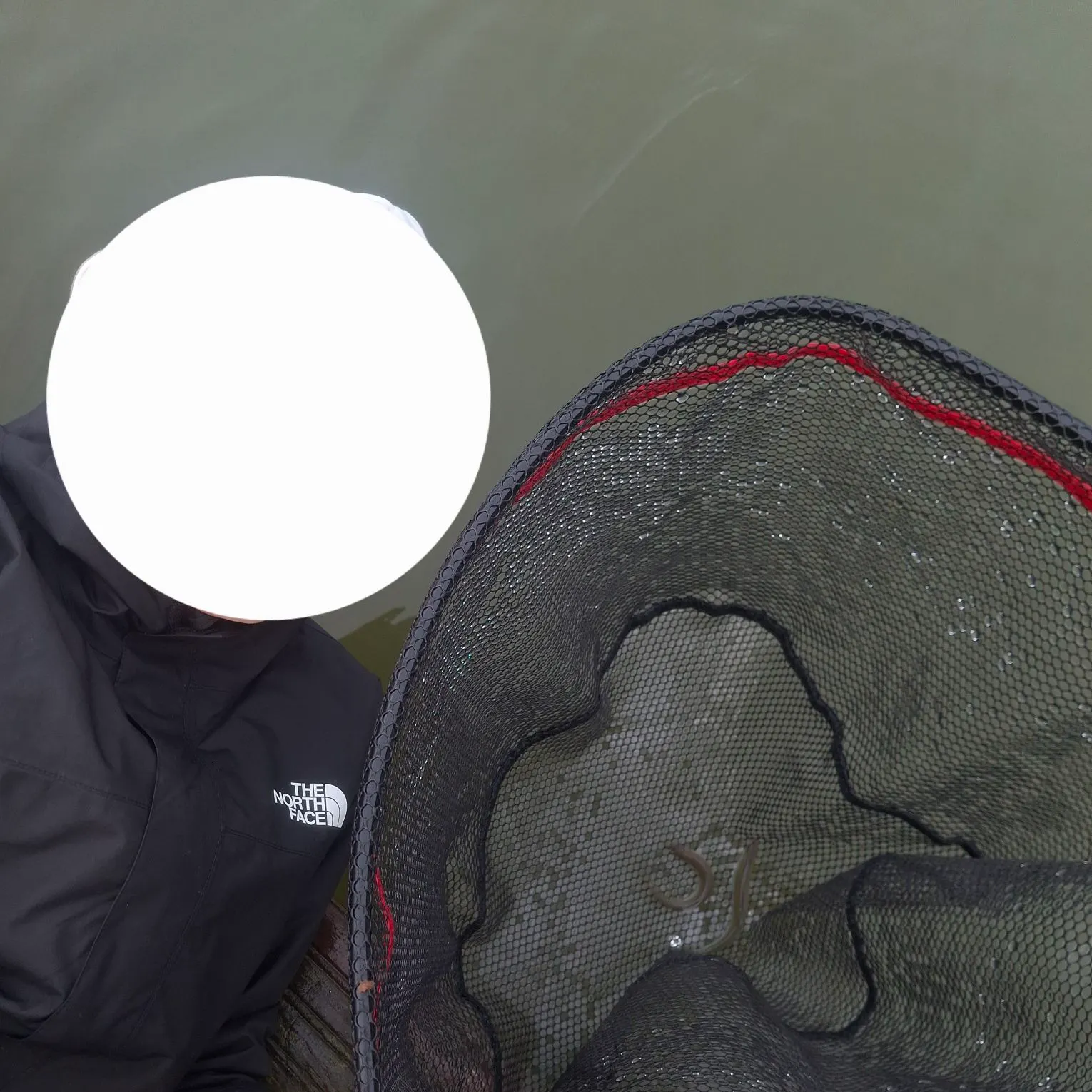 The most recent Atlantic herring catches on Fishbrain