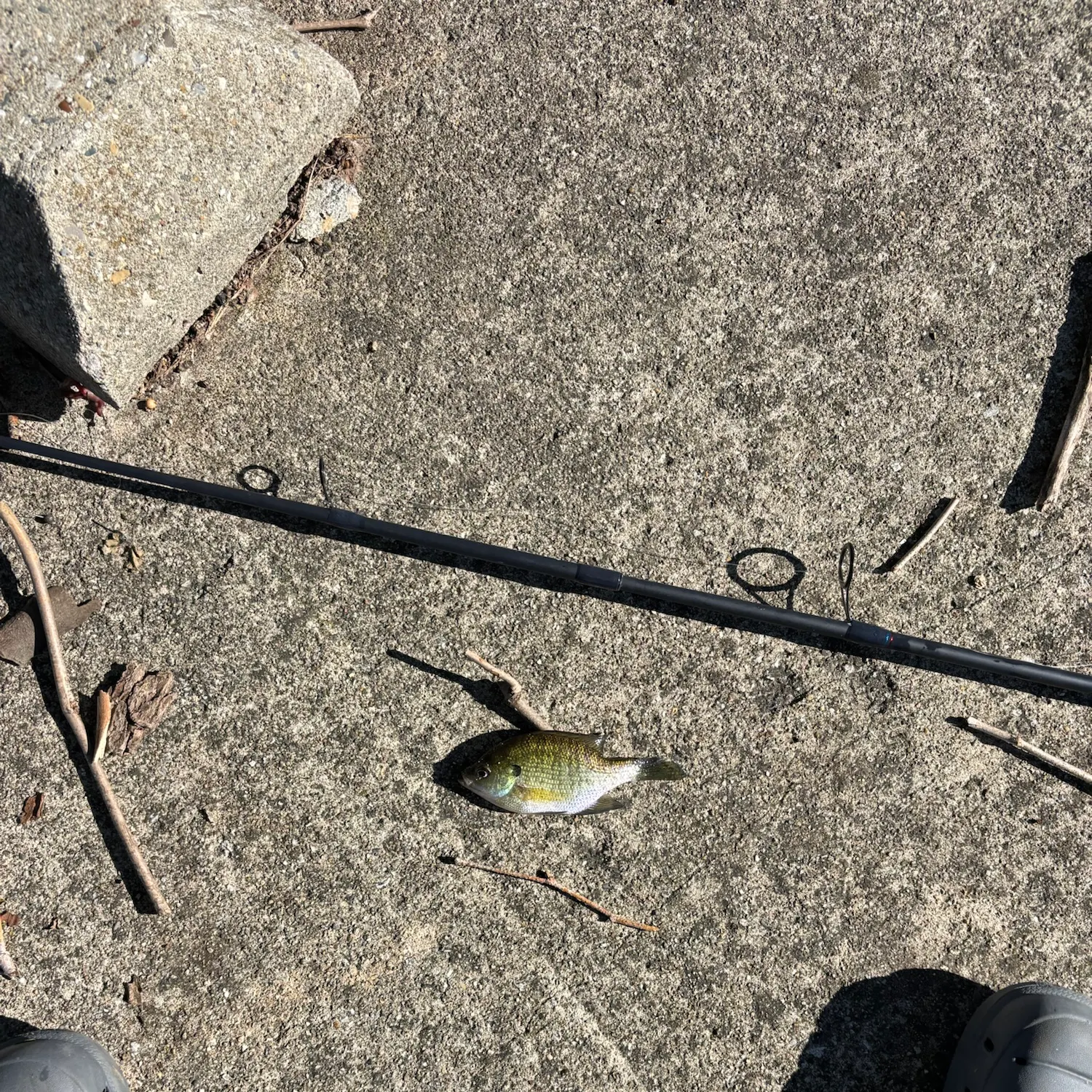 Bluegill caught on Fishbrain