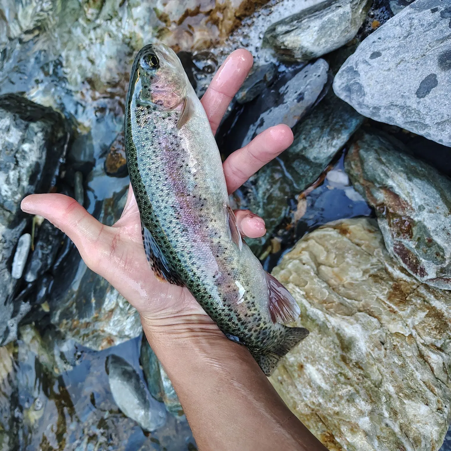Rainbow trout caught on Fishbrain