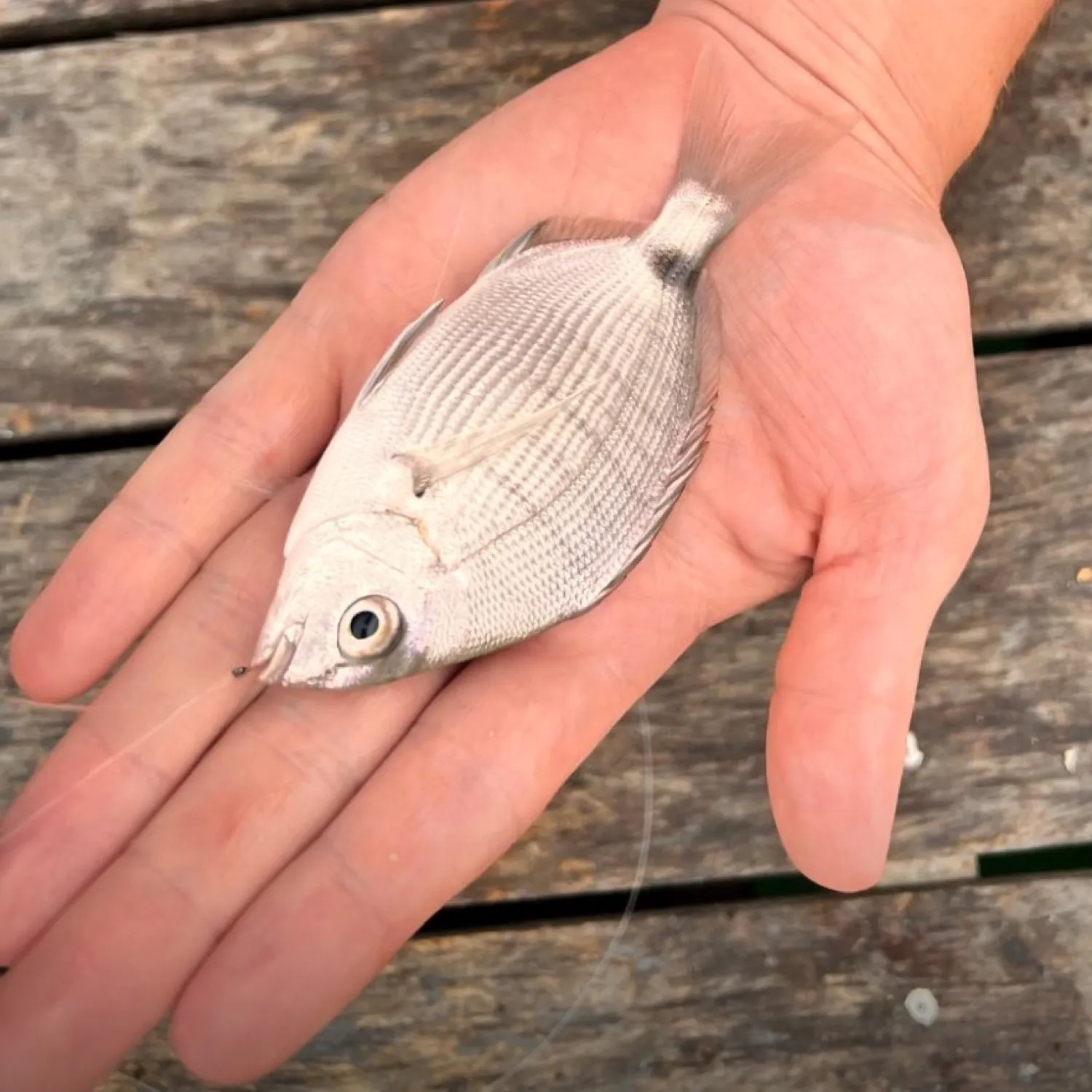 most liked catch image